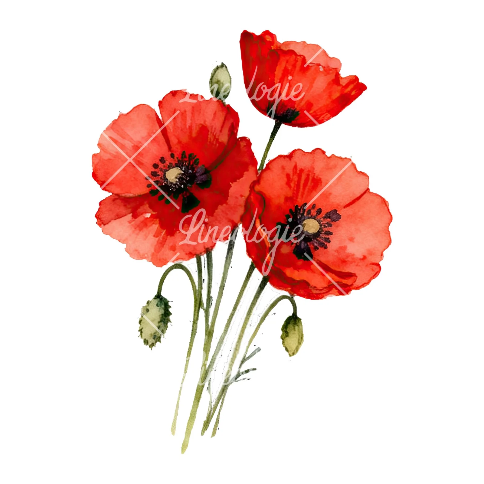Watercolor poppy bouquet with open blooms clipart 5 of 8 on a white background (JPG)