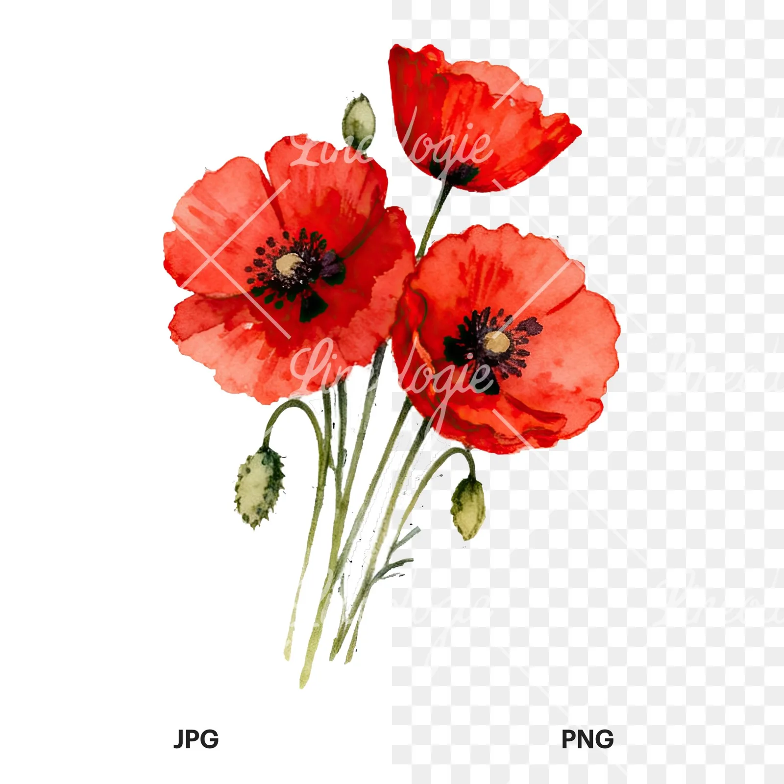Watercolor poppy bouquet with open blooms clipart 5 of 8, as a JPG on white and a transparent PNG