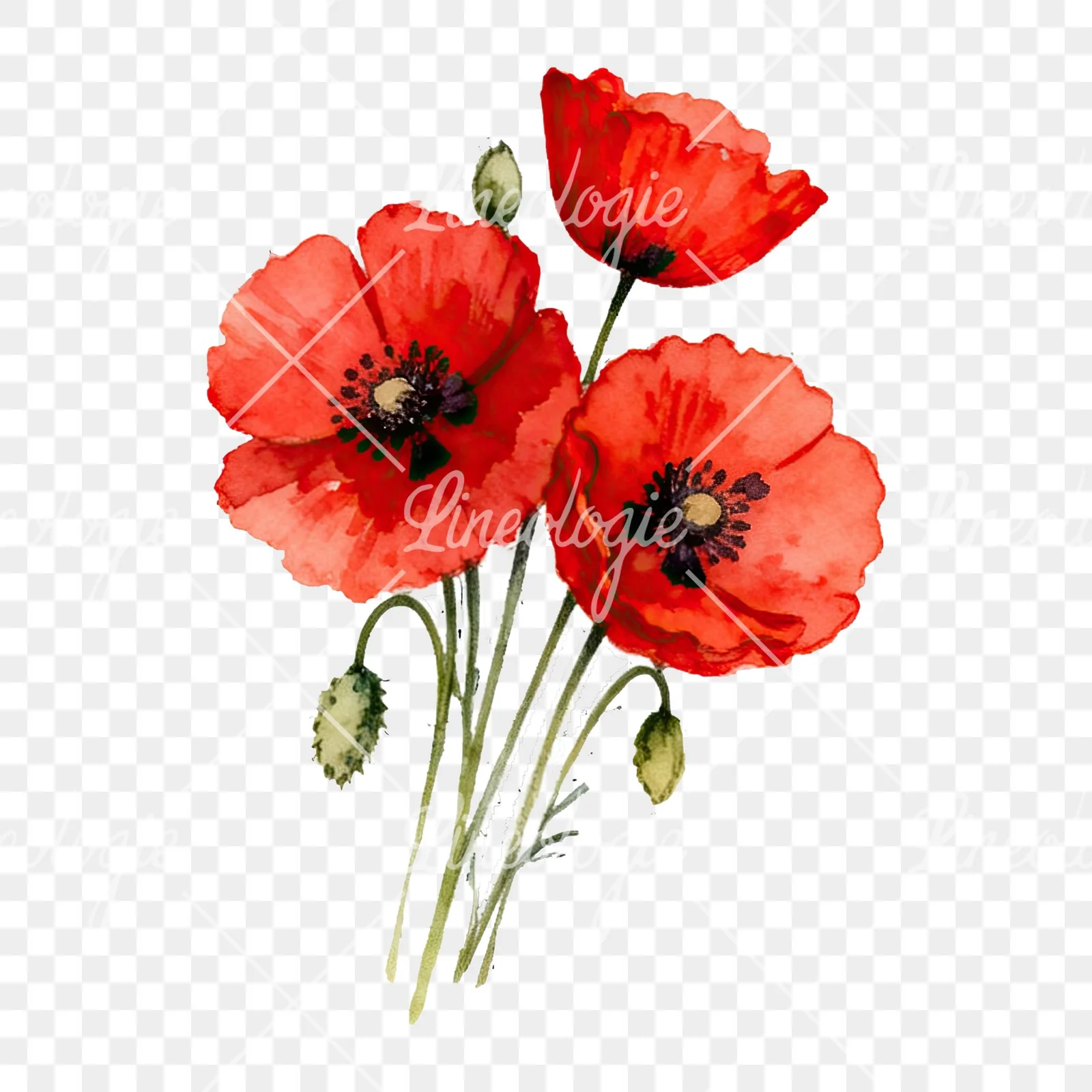Watercolor poppy bouquet with open blooms clipart 5 of 8 on a transparent background (PNG)
