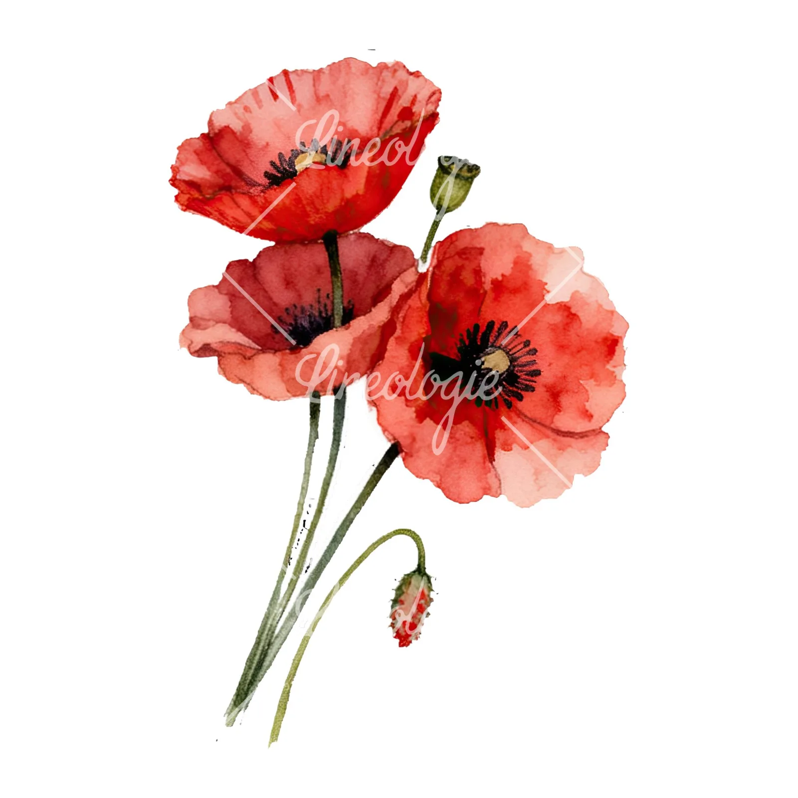 Watercolor poppy bouquet with open blooms clipart 6 of 8 on a white background (JPG)