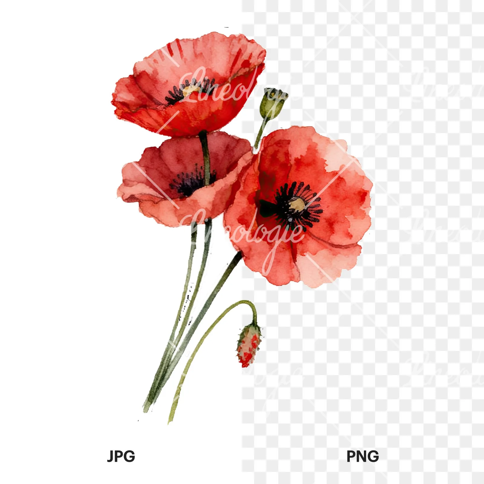 Watercolor poppy bouquet with open blooms clipart 6 of 8, as a JPG on white and a transparent PNG