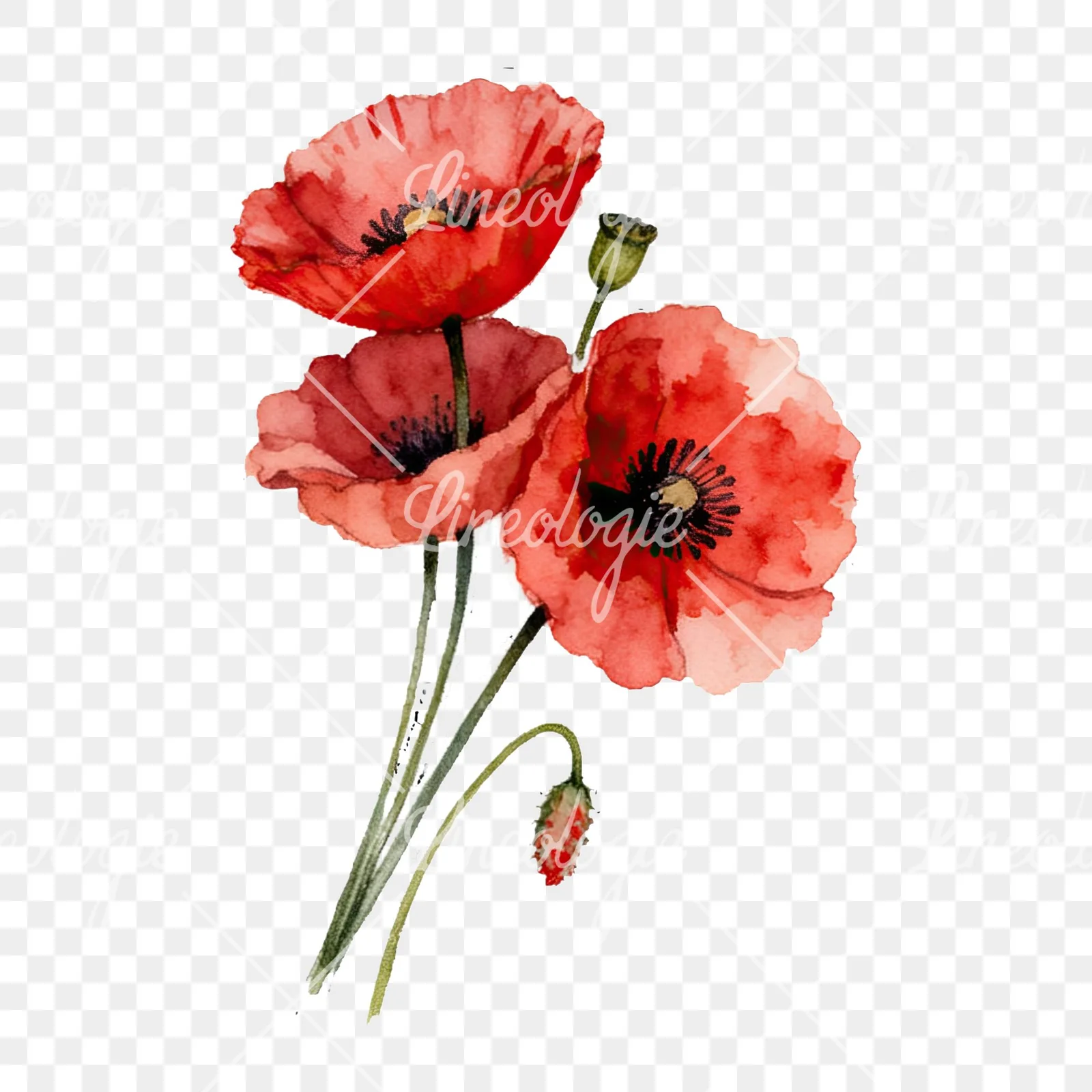 Watercolor poppy bouquet with open blooms clipart 6 of 8 on a transparent background (PNG)