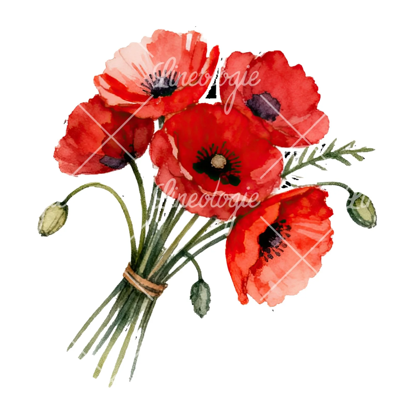 Watercolor poppy bouquet with open blooms clipart 7 of 8 on a white background (JPG)