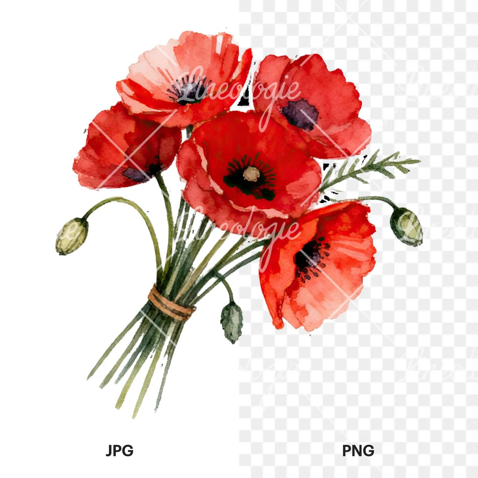 Watercolor poppy bouquet with open blooms clipart 7 of 8, as a JPG on white and a transparent PNG