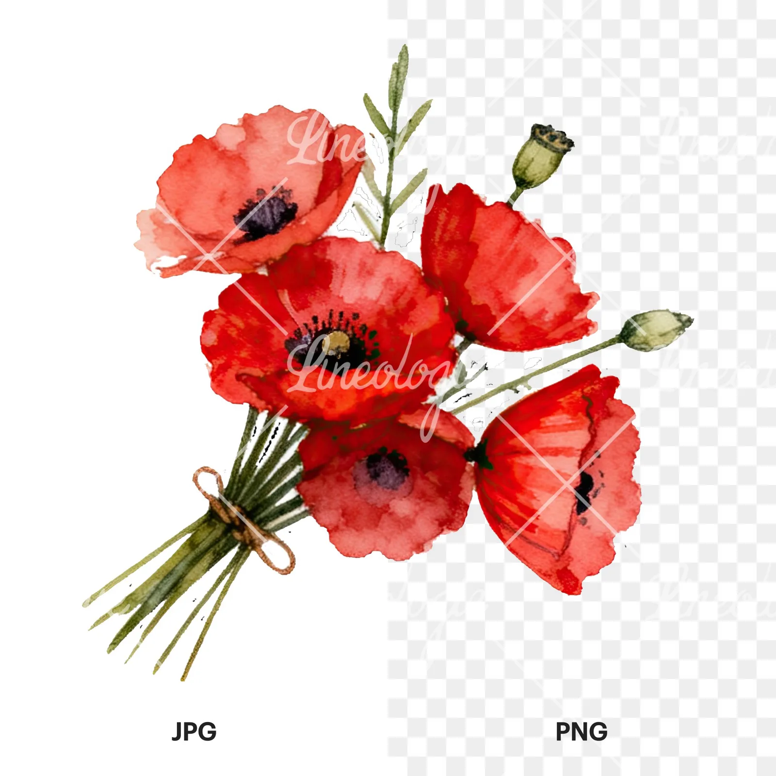 Watercolor poppy bouquet with open blooms clipart 8 of 8, as a JPG on white and a transparent PNG