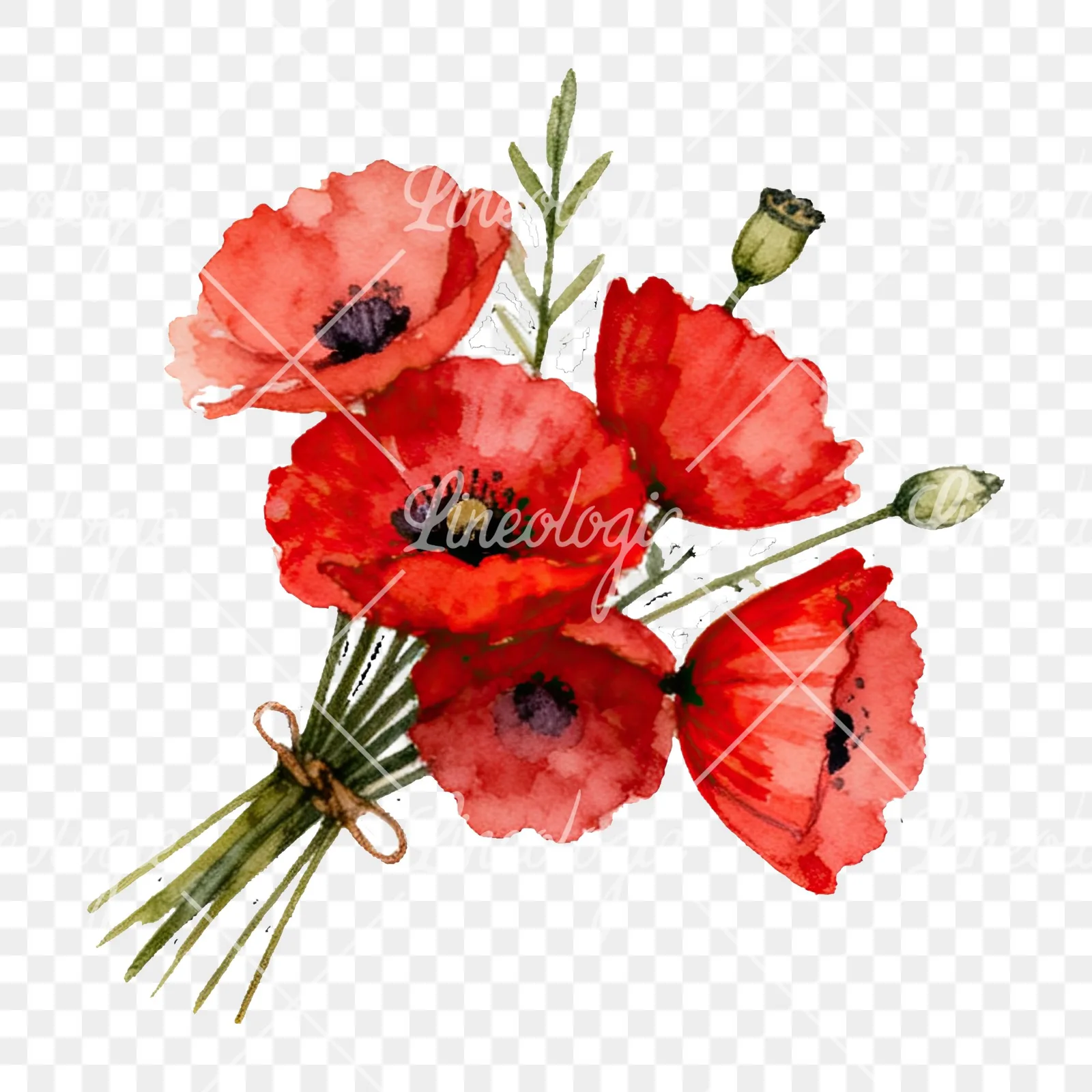Watercolor poppy bouquet with open blooms clipart 8 of 8 on a transparent background (PNG)