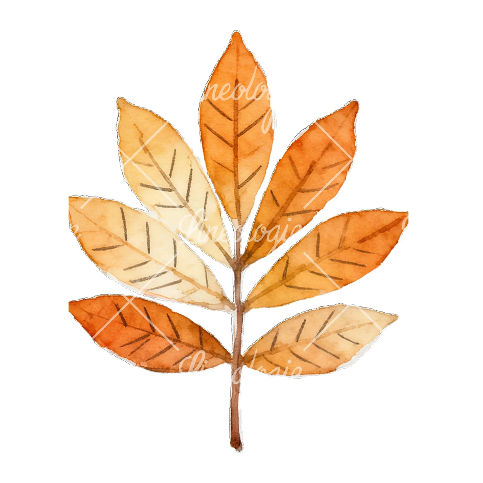Watercolor autumn leaf with lobes clipart 1 of 9 on a white background (JPG)