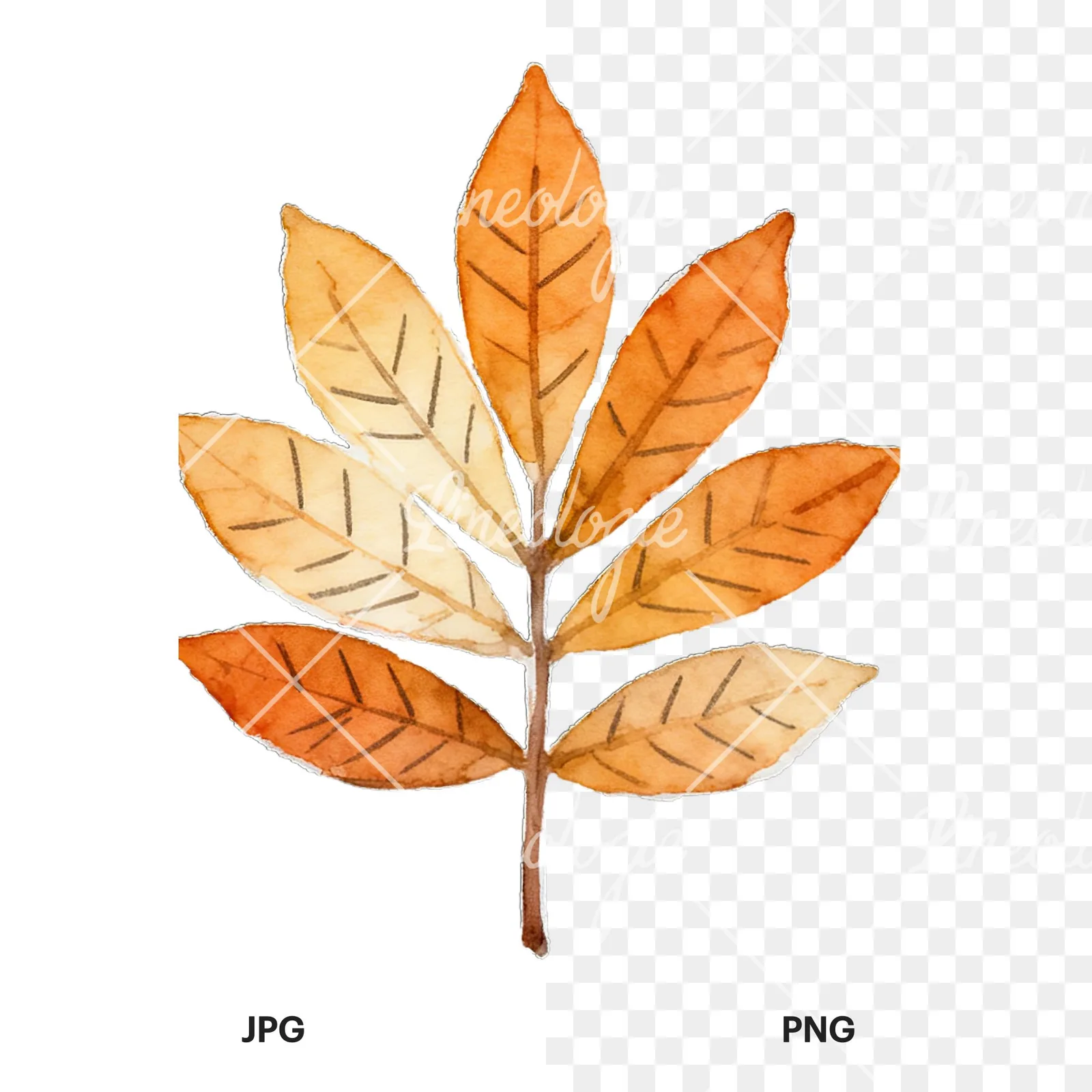 Watercolor autumn leaf with lobes clipart 1 of 9, as a JPG on white and a transparent PNG