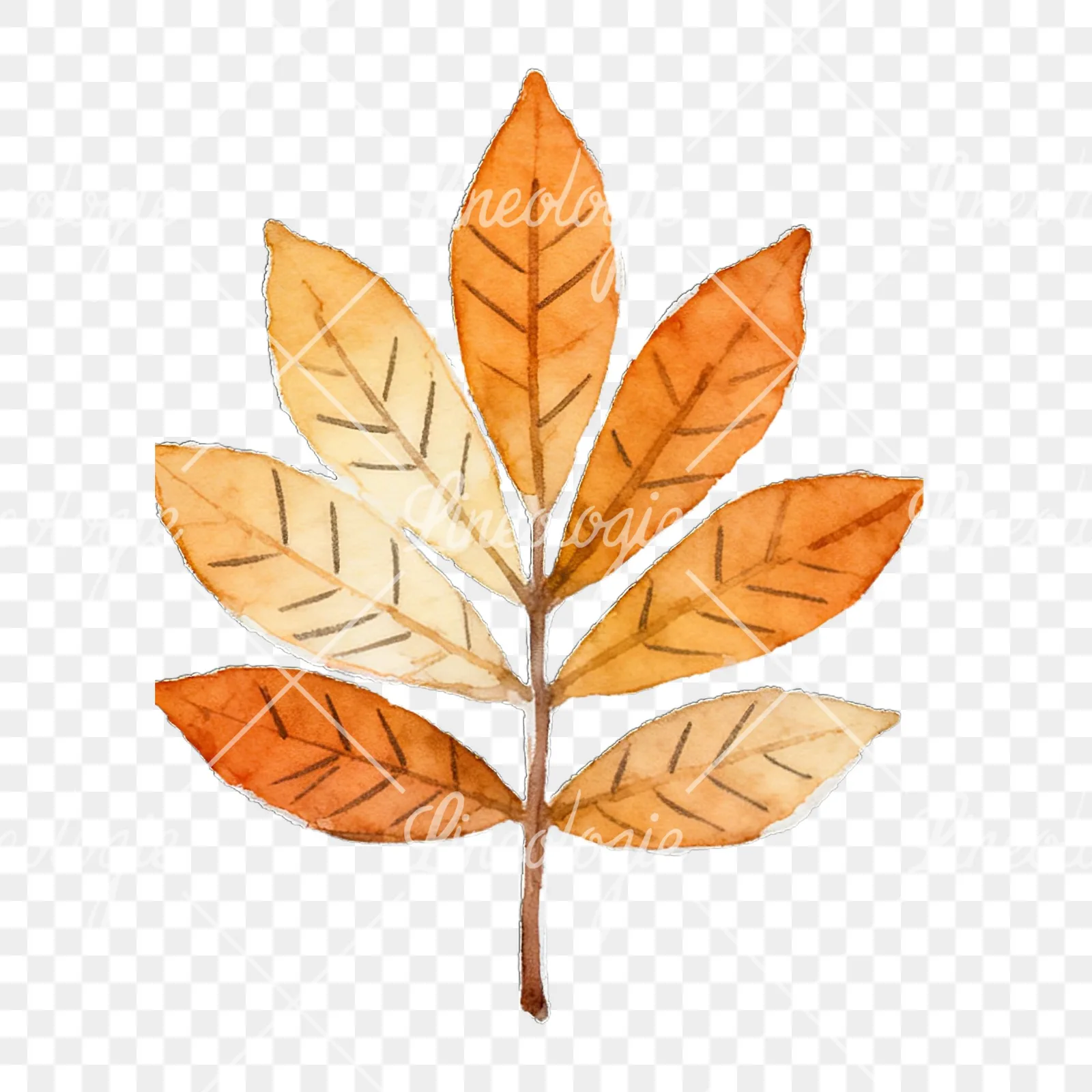 Watercolor autumn leaf with lobes clipart 1 of 9 on a transparent background (PNG)