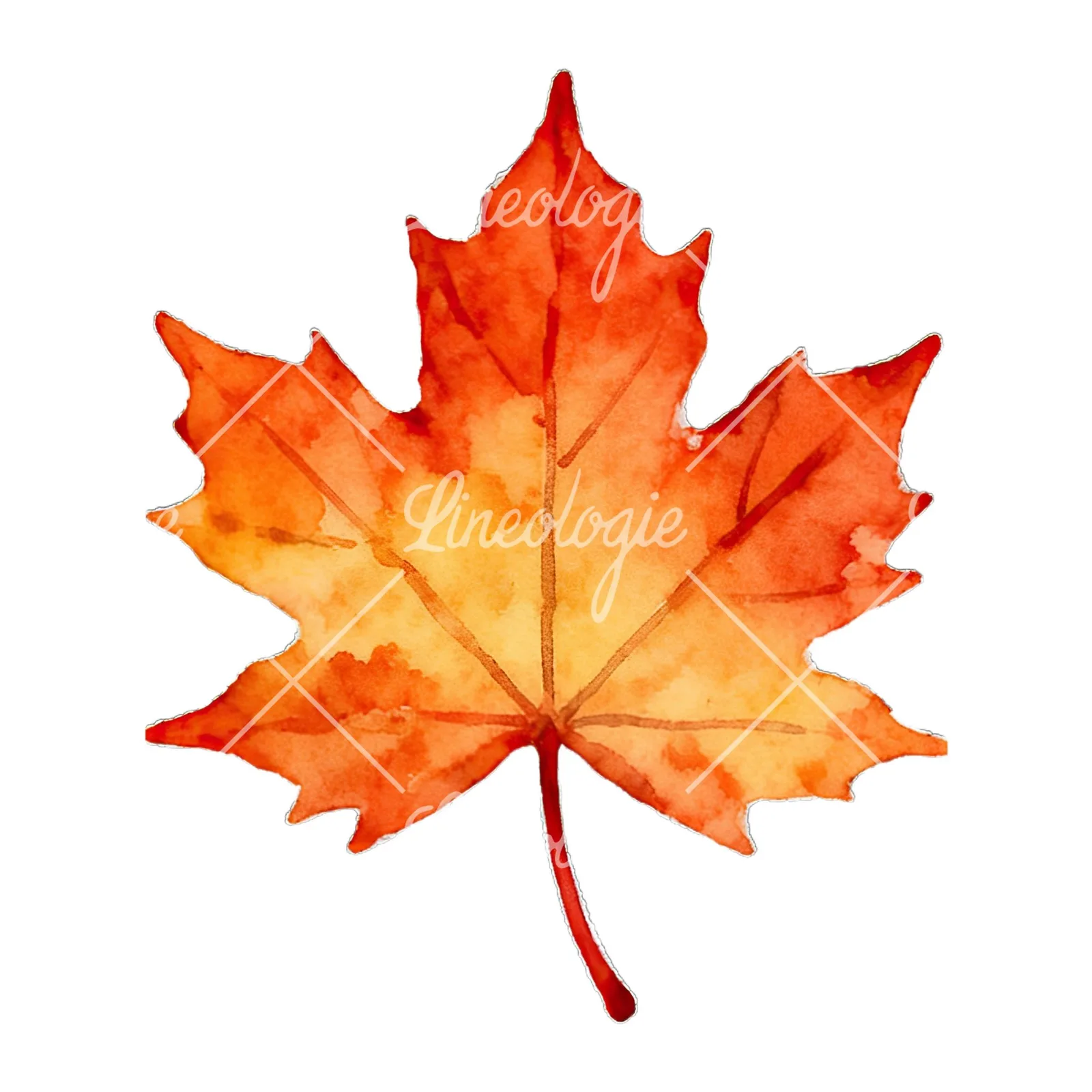 Watercolor autumn leaf with lobes clipart 2 of 9 on a white background (JPG)