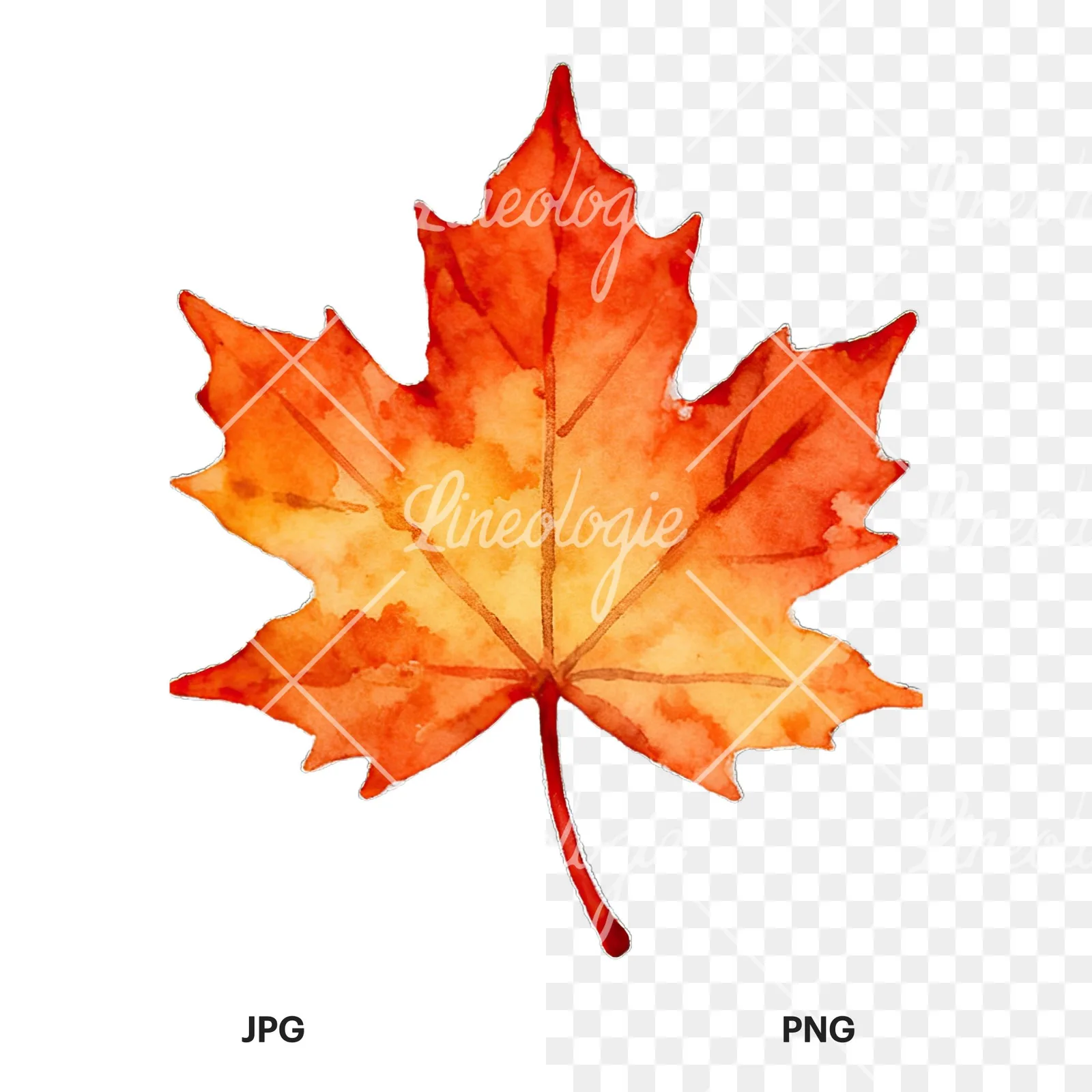 Watercolor autumn leaf with lobes clipart 2 of 9, as a JPG on white and a transparent PNG