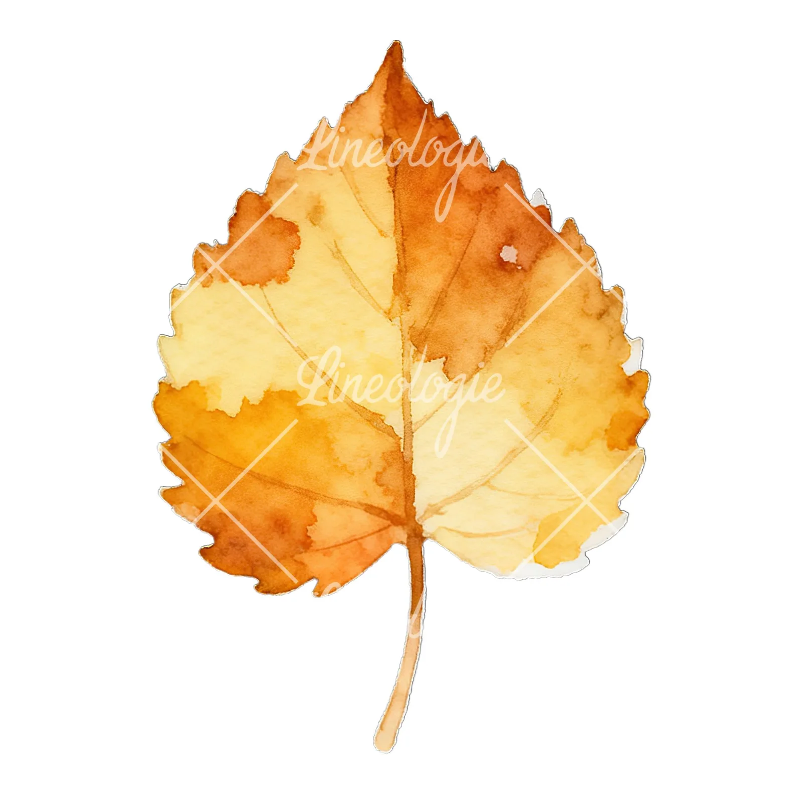 Watercolor autumn leaf with lobes clipart 3 of 9 on a white background (JPG)