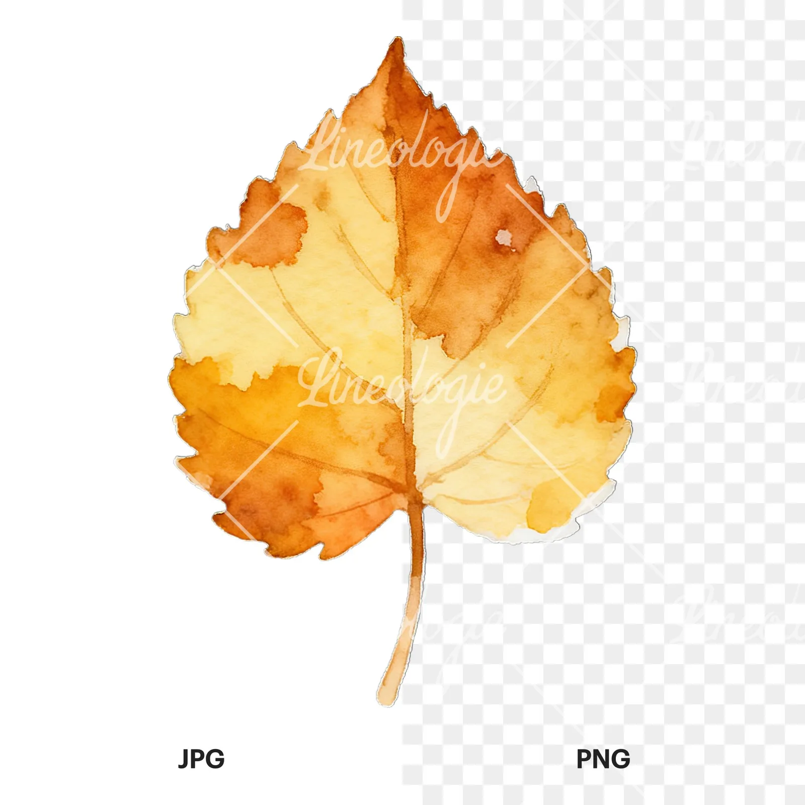 Watercolor autumn leaf with lobes clipart 3 of 9, as a JPG on white and a transparent PNG