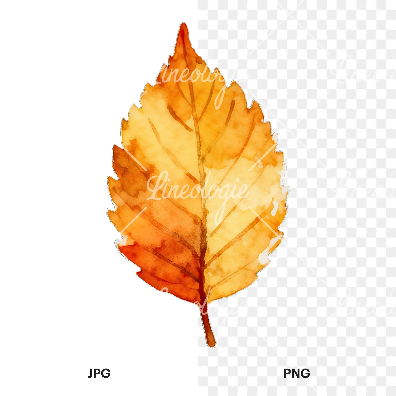 Watercolor autumn leaf with lobes clipart 4 of 9, as a JPG on white and a transparent PNG