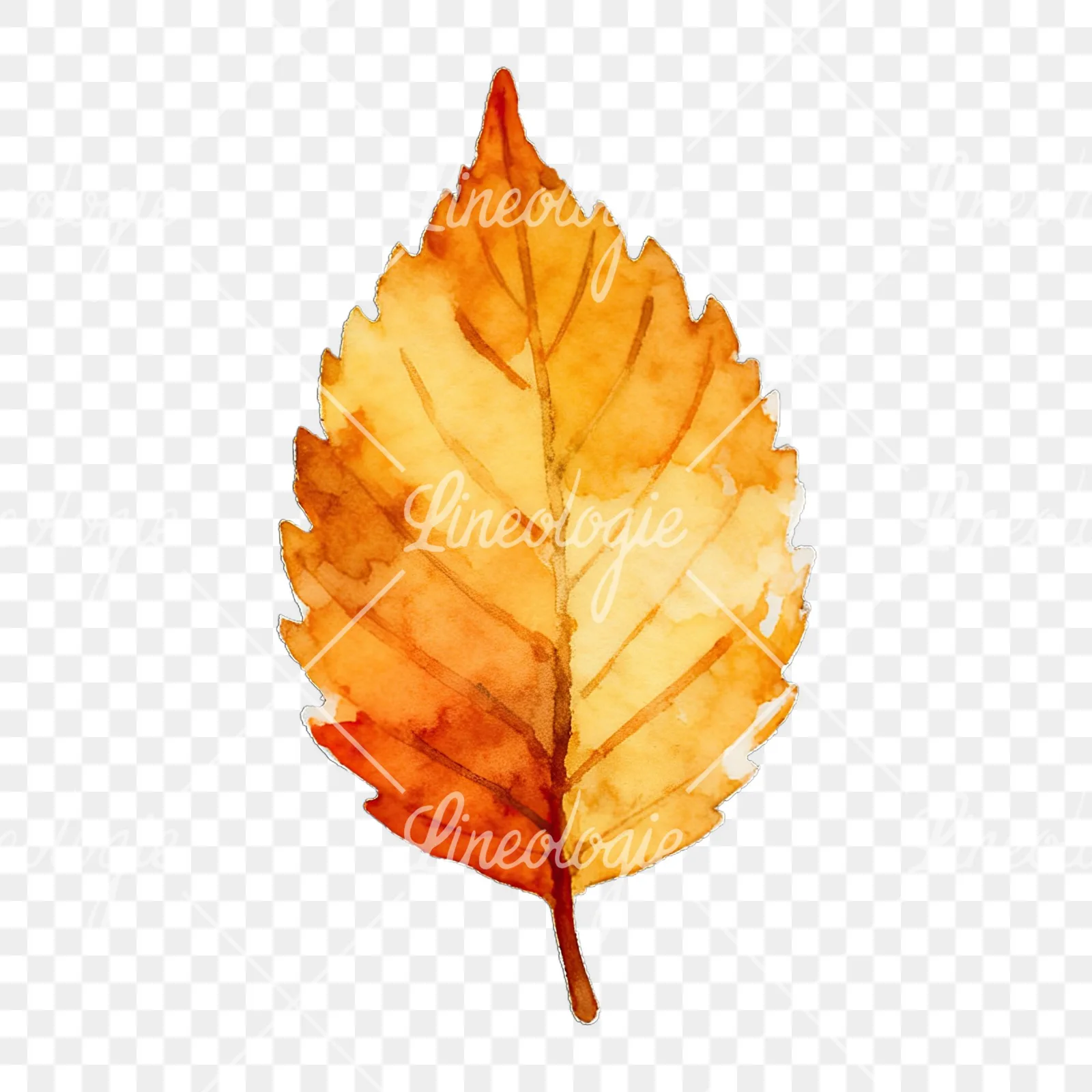 Watercolor autumn leaf with lobes clipart 4 of 9 on a transparent background (PNG)