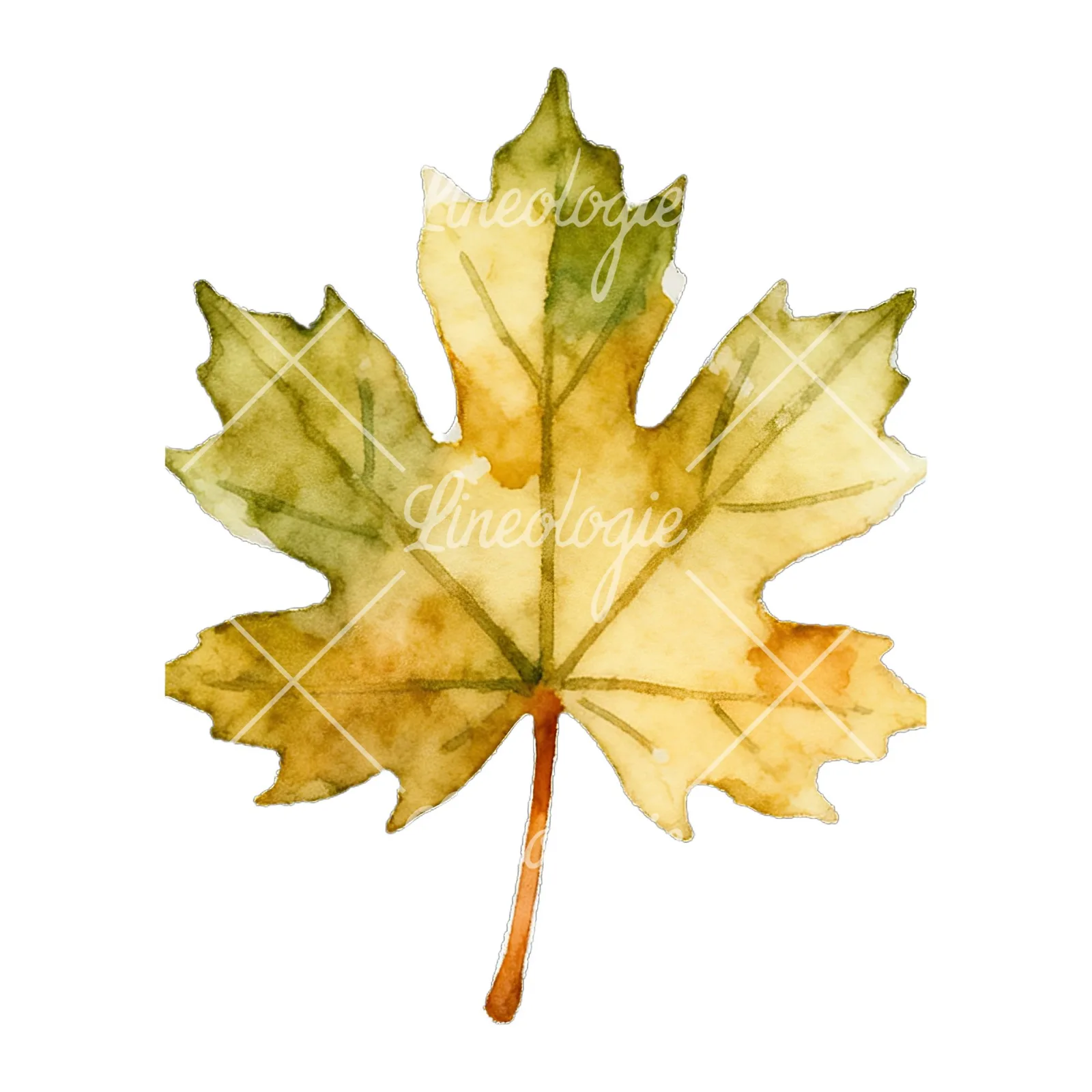 Watercolor autumn leaf with lobes clipart 5 of 9 on a white background (JPG)