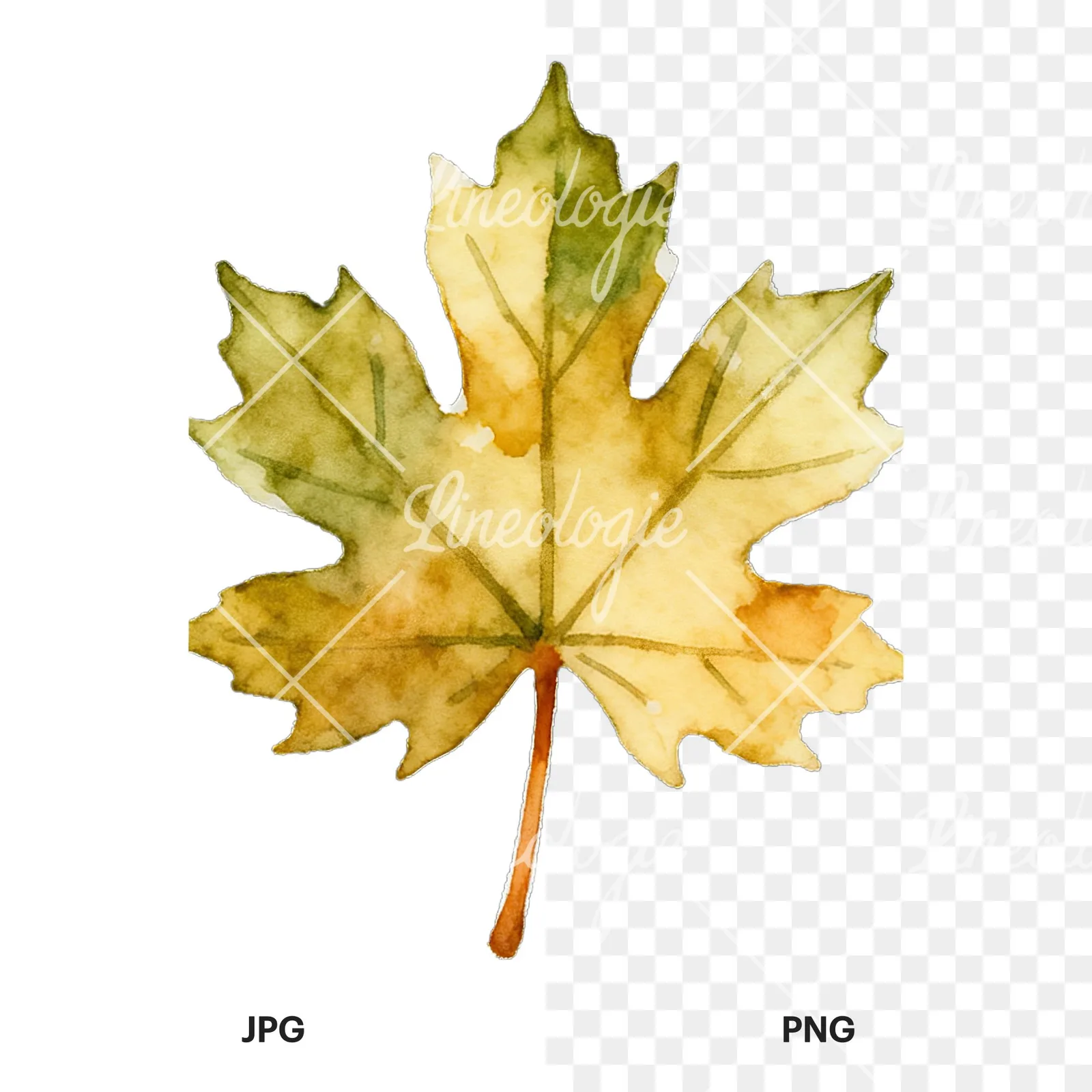 Watercolor autumn leaf with lobes clipart 5 of 9, as a JPG on white and a transparent PNG