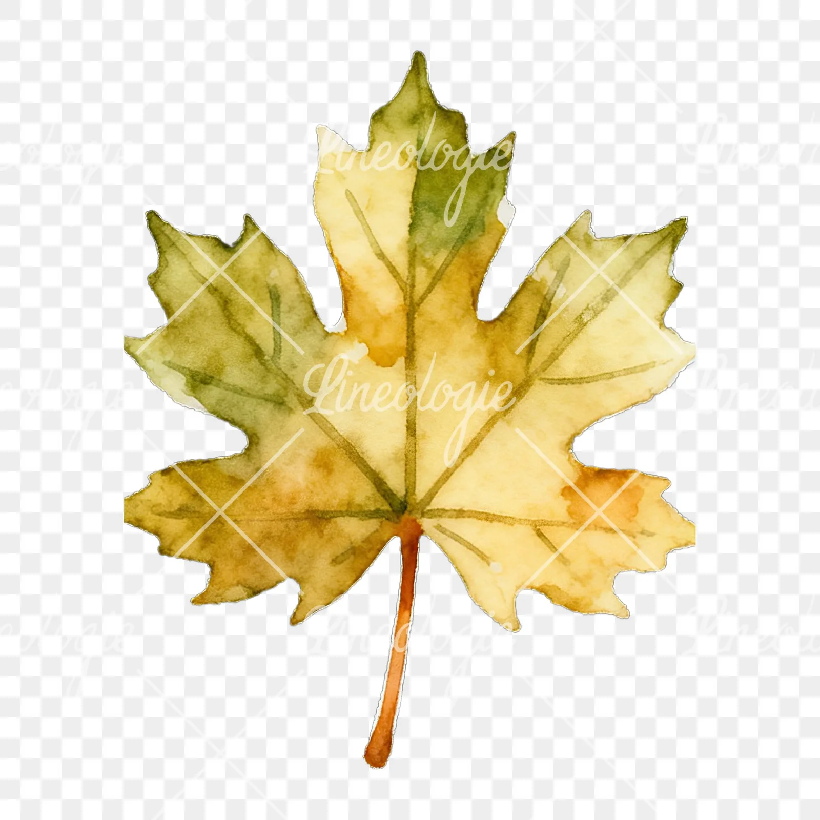 Watercolor autumn leaf with lobes clipart 5 of 9 on a transparent background (PNG)