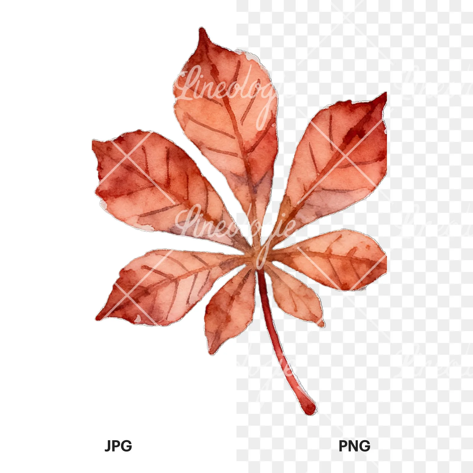 Watercolor autumn leaf with lobes clipart 6 of 9, as a JPG on white and a transparent PNG