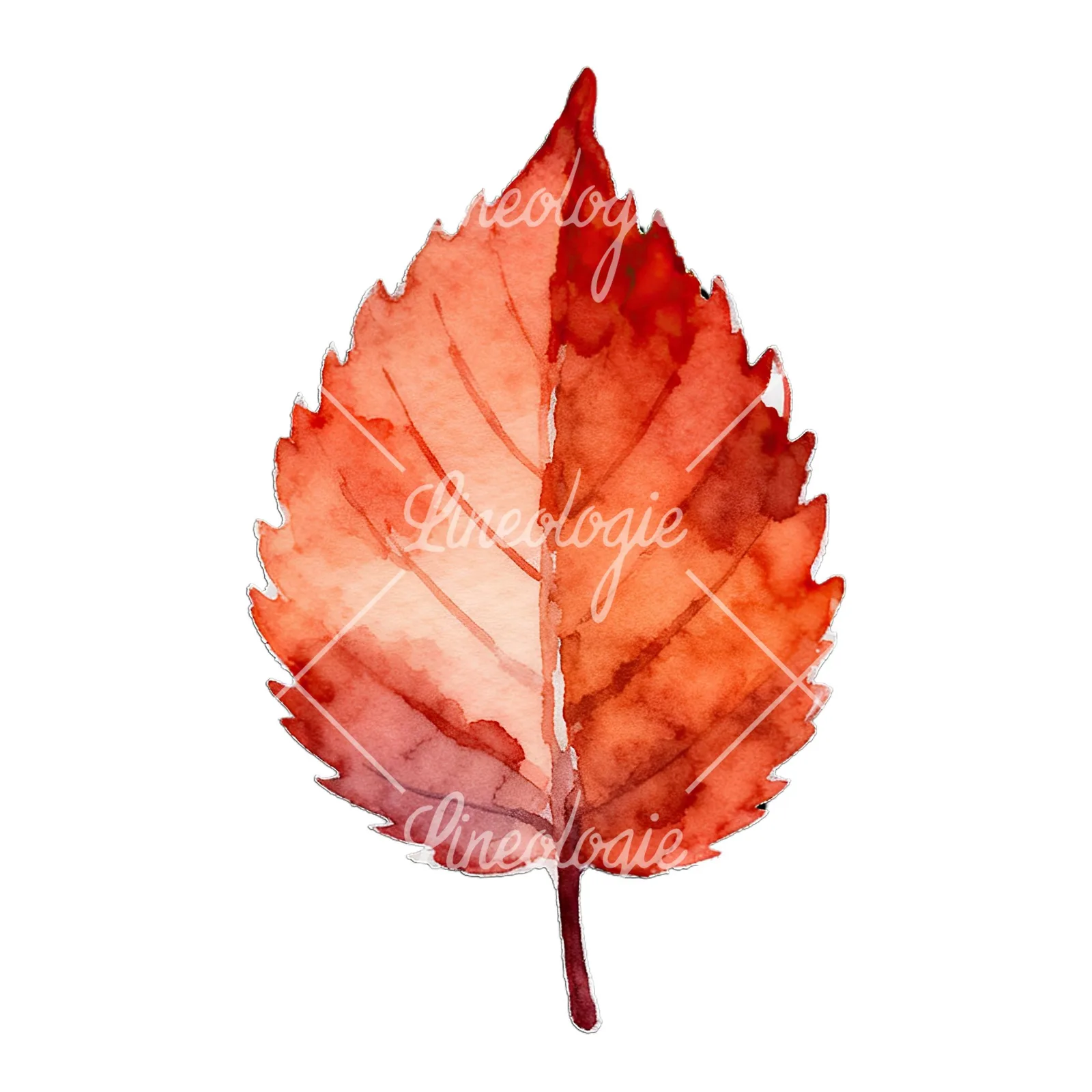 Watercolor autumn leaf with lobes clipart 7 of 9 on a white background (JPG)