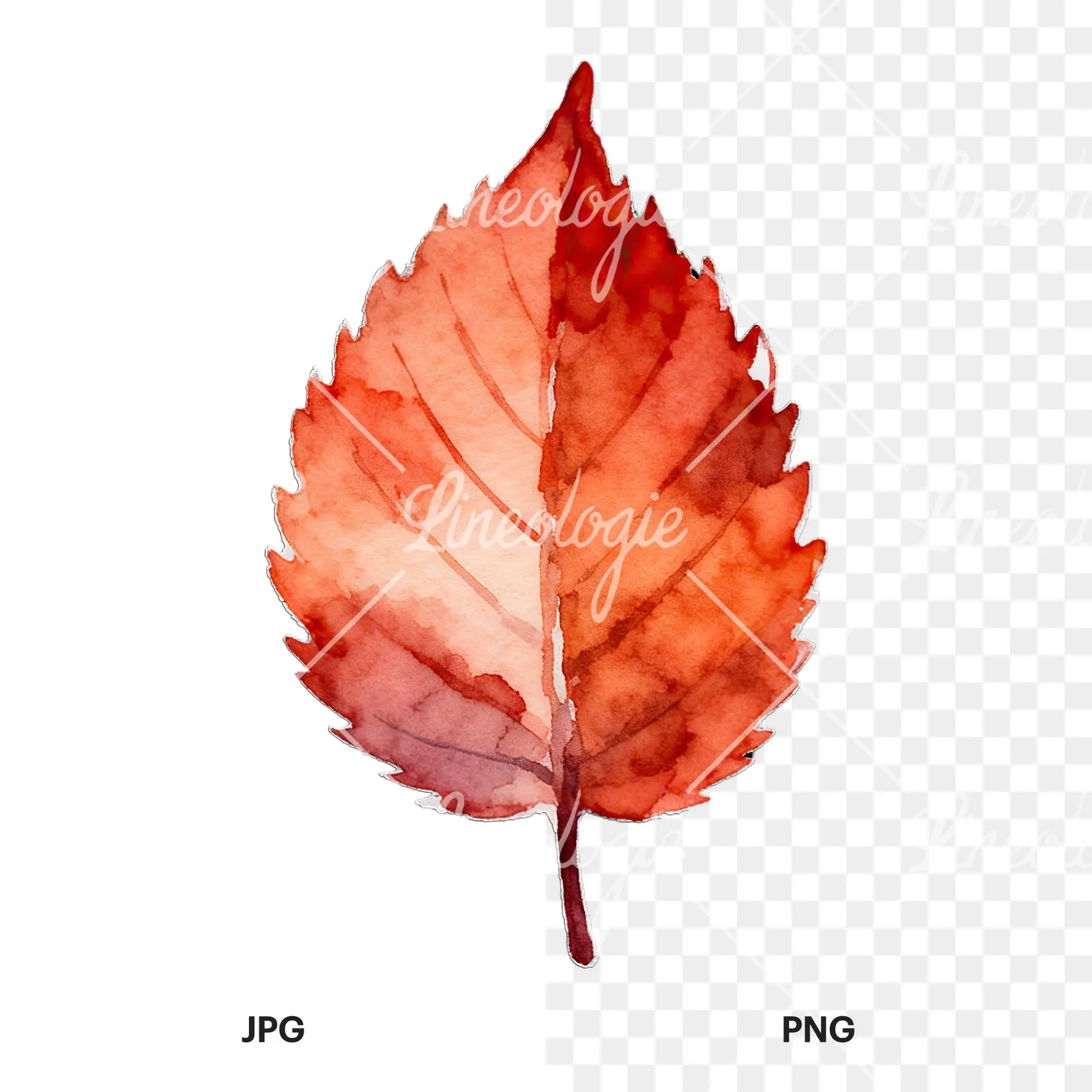 Watercolor autumn leaf with lobes clipart 7 of 9, as a JPG on white and a transparent PNG