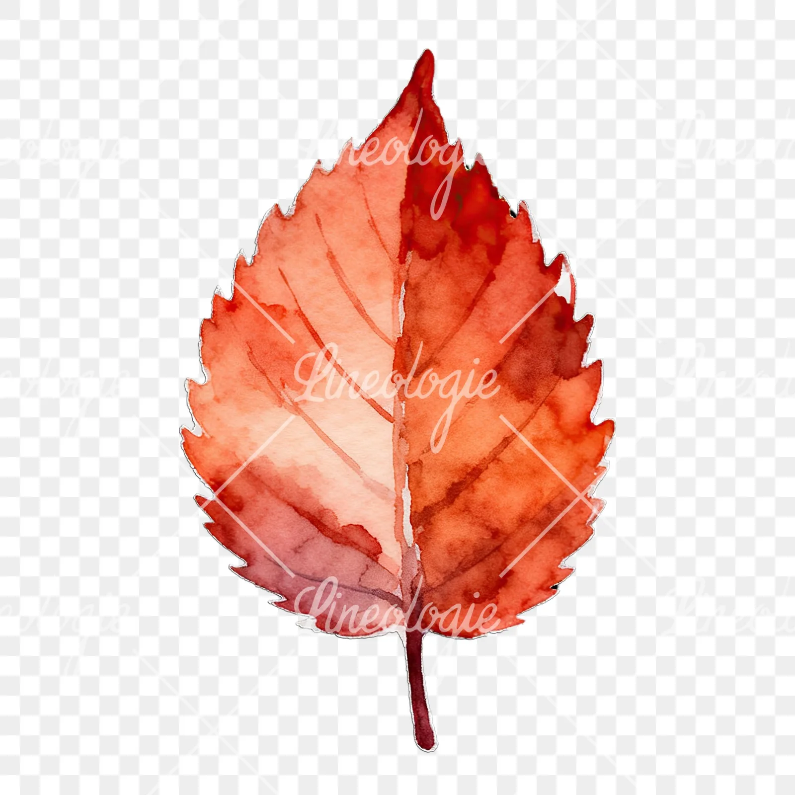 Watercolor autumn leaf with lobes clipart 7 of 9 on a transparent background (PNG)