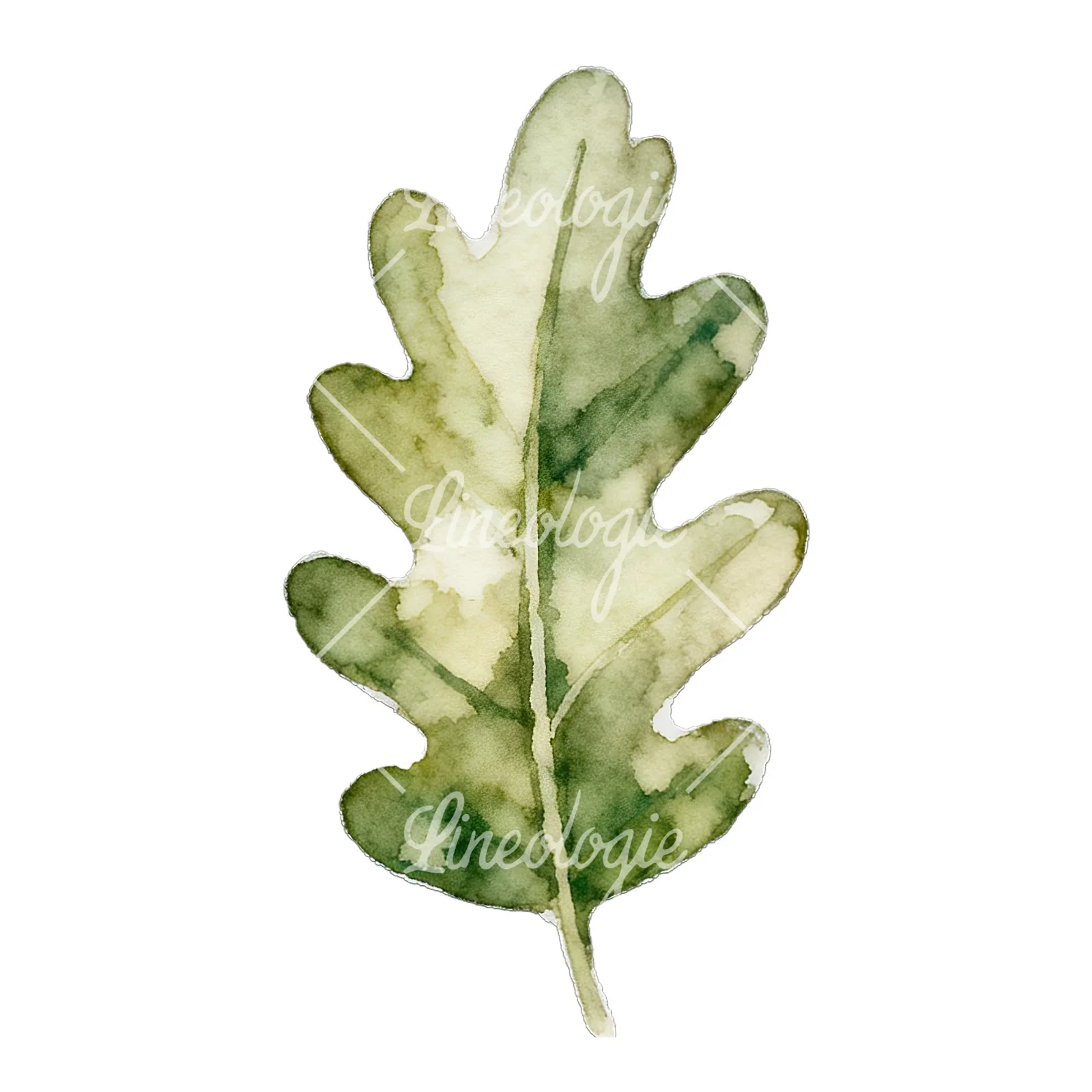 Watercolor autumn leaf with lobes clipart 8 of 9 on a white background (JPG)