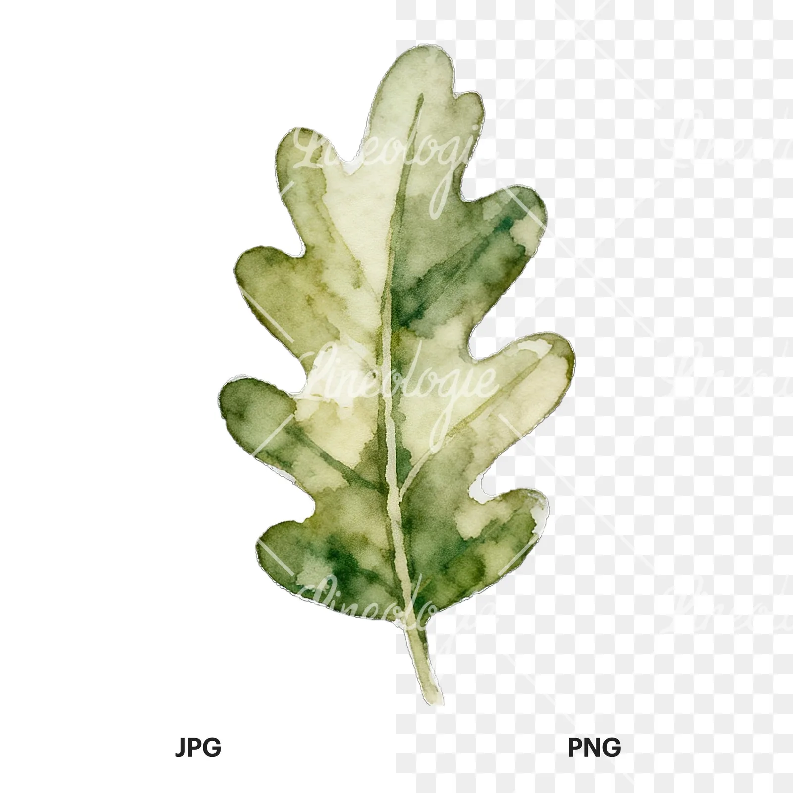 Watercolor autumn leaf with lobes clipart 8 of 9, as a JPG on white and a transparent PNG