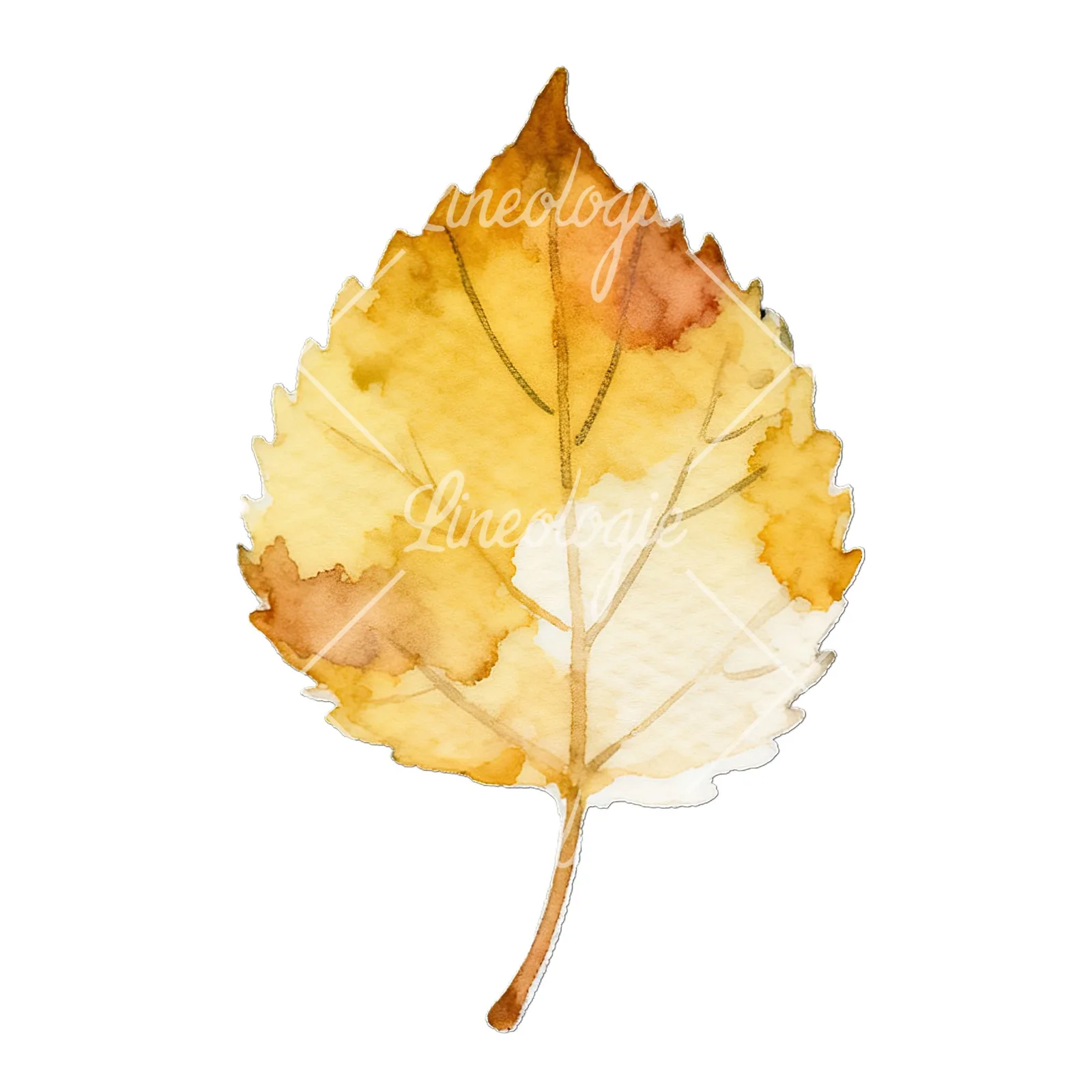 Watercolor autumn leaf with lobes clipart 9 of 9 on a white background (JPG)