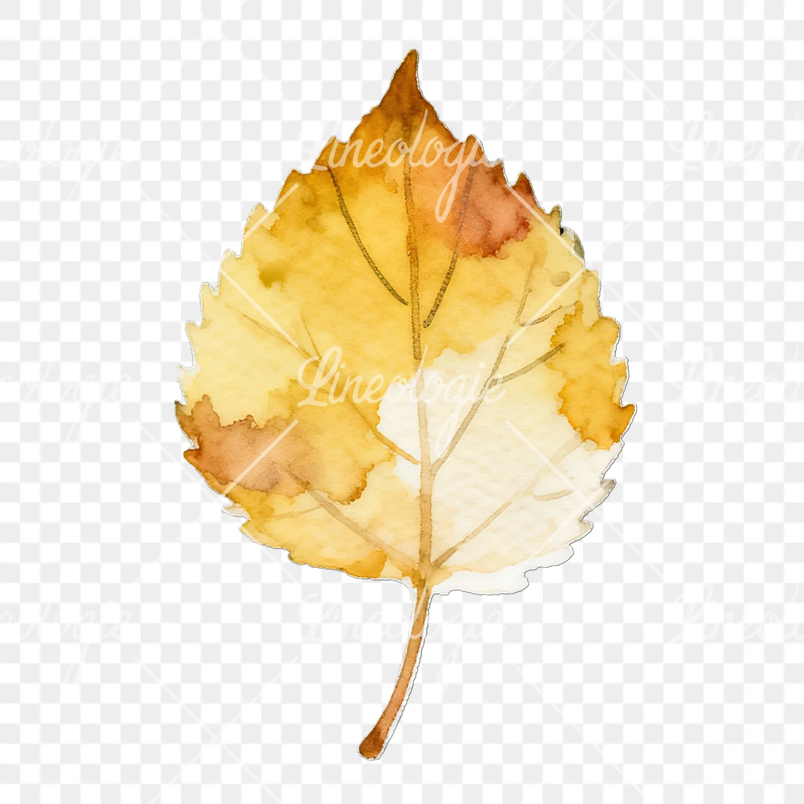 Watercolor autumn leaf with lobes clipart 9 of 9 on a transparent background (PNG)