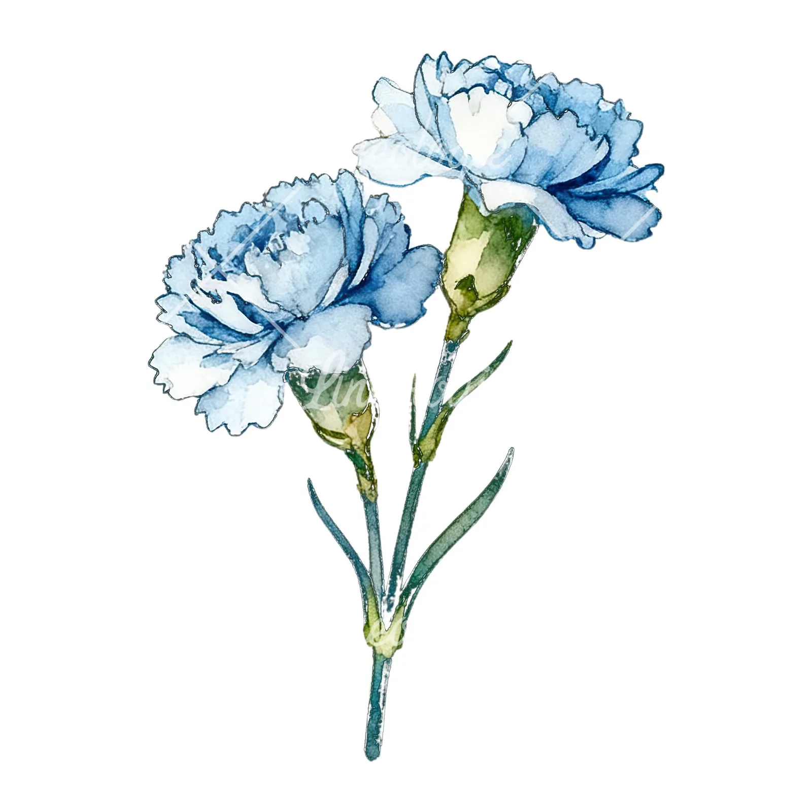 Watercolor baby blue carnation bouquet clipart 2 of 9 on a white background (JPG)