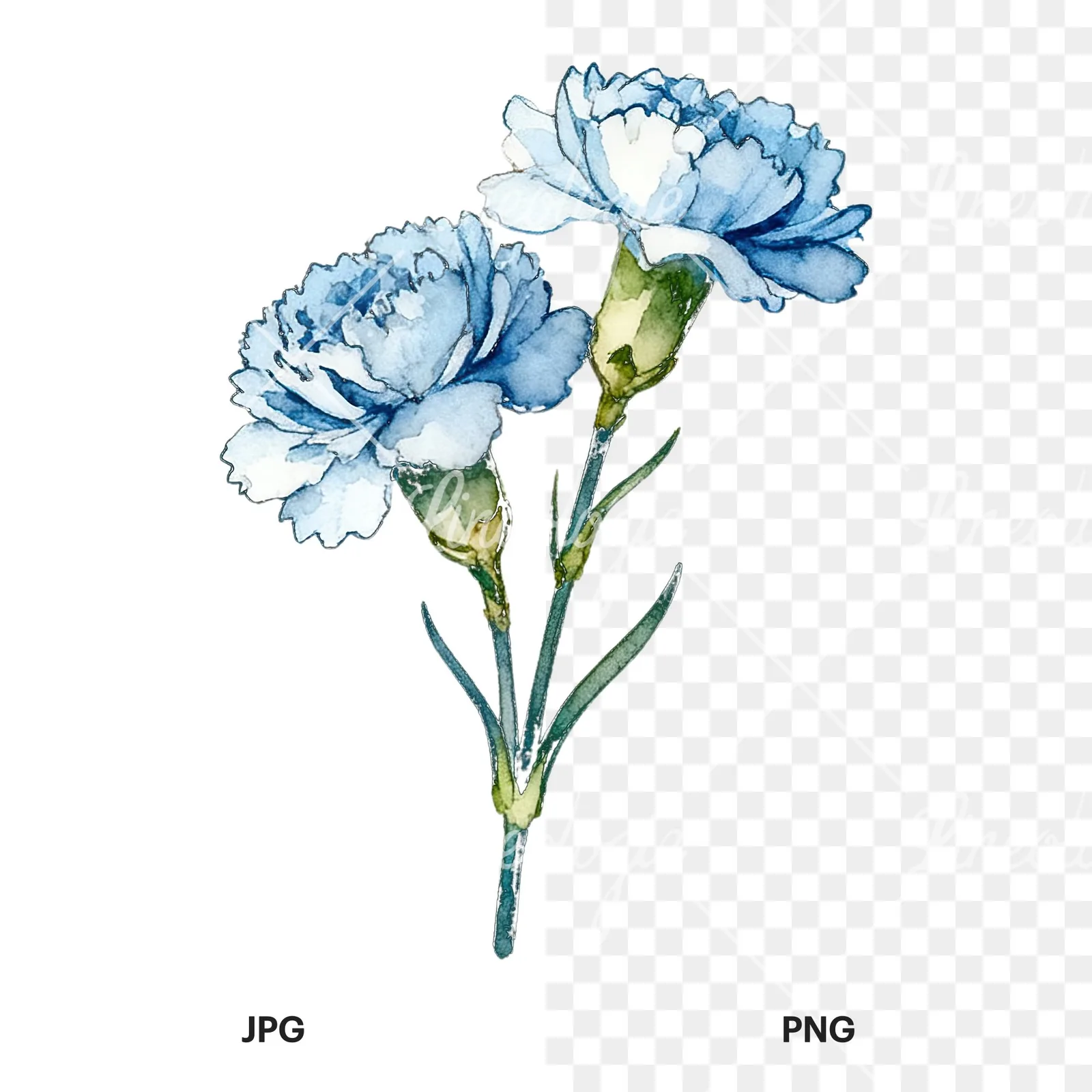 Watercolor baby blue carnation bouquet clipart 2 of 9, as a JPG on white and a transparent PNG
