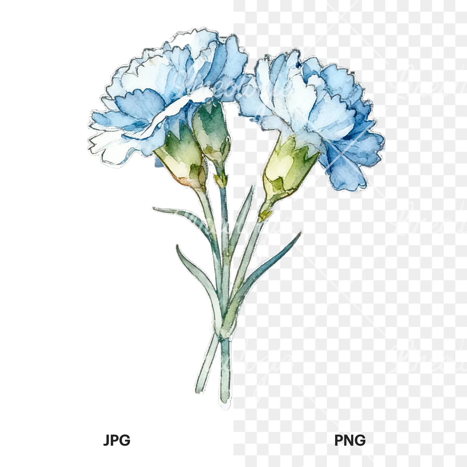 Watercolor baby blue carnation bouquet clipart 3 of 9, as a JPG on white and a transparent PNG