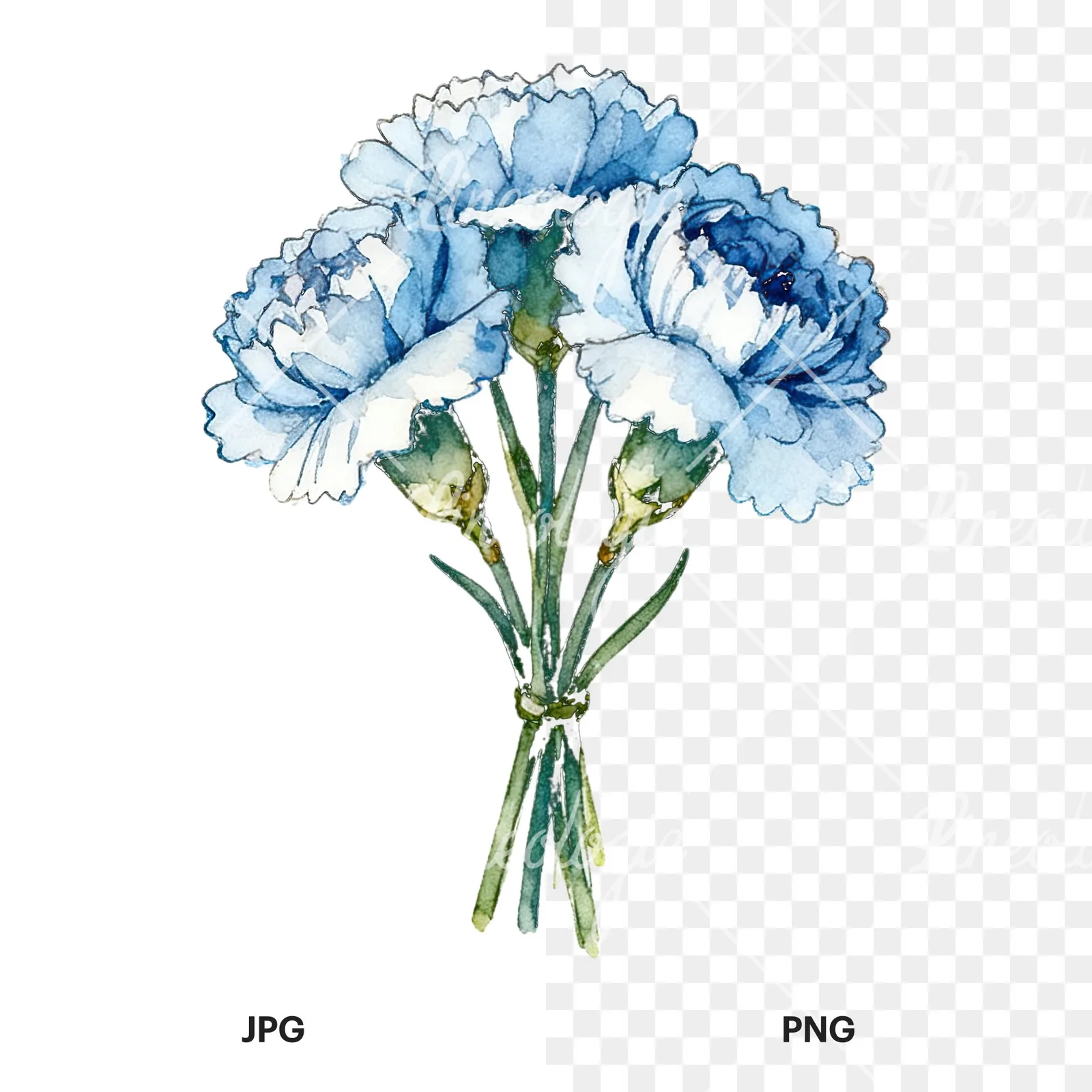 Watercolor baby blue carnation bouquet clipart 5 of 9, as a JPG on white and a transparent PNG