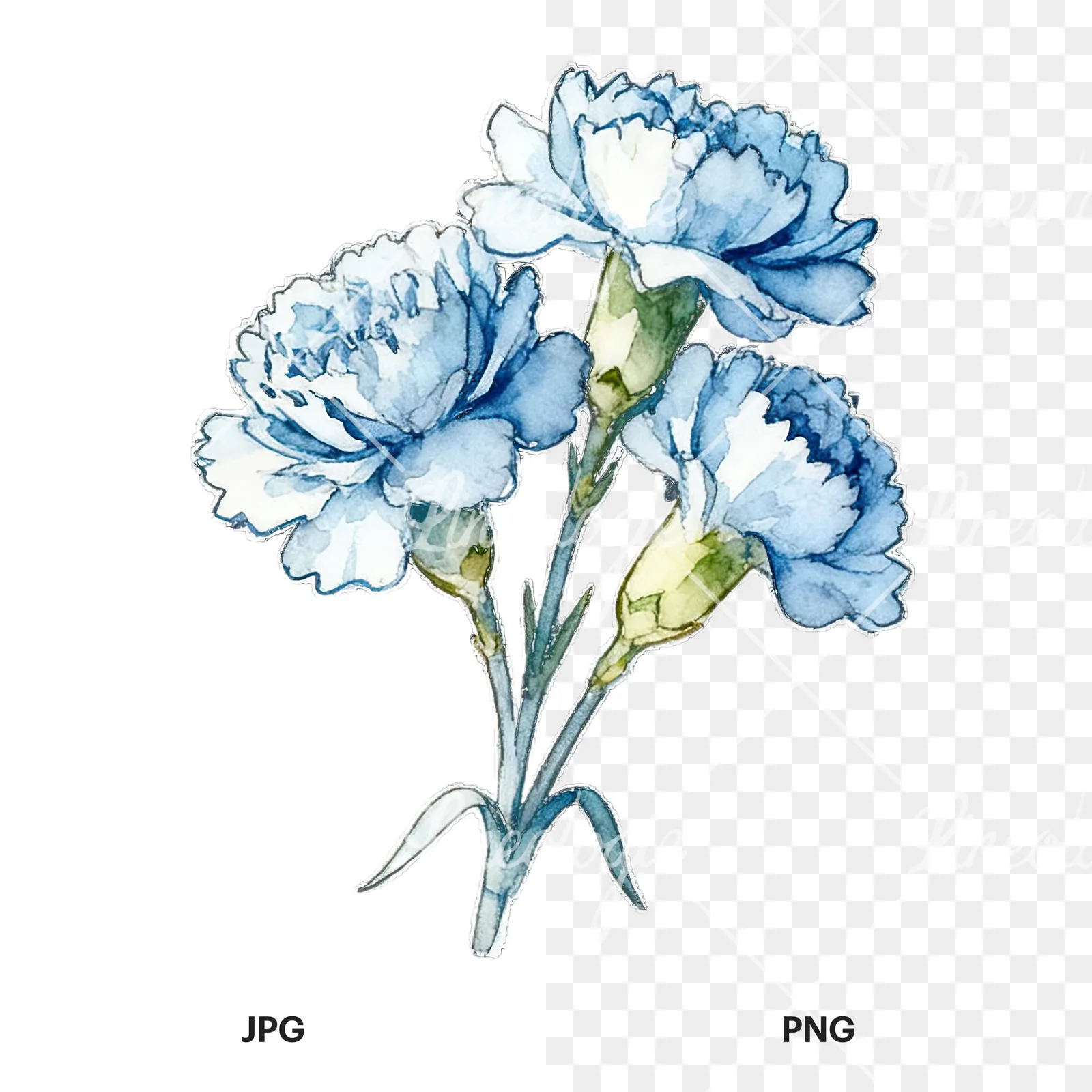 Watercolor baby blue carnation bouquet clipart 6 of 9, as a JPG on white and a transparent PNG