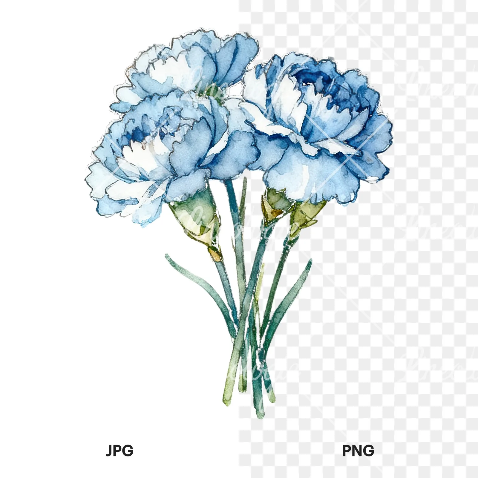 Watercolor baby blue carnation bouquet clipart 8 of 9, as a JPG on white and a transparent PNG