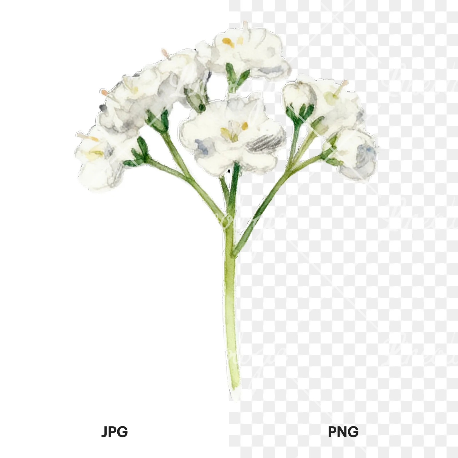 Watercolor colorful babys breath flower clipart 1 of 9, as a JPG on white and a transparent PNG