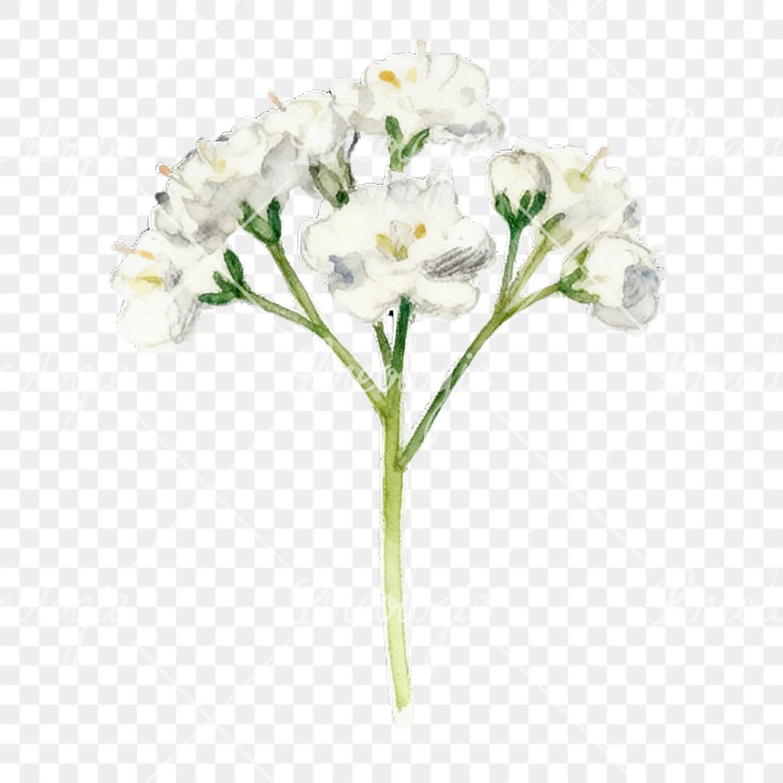 Watercolor colorful babys breath flower clipart 1 of 9 on a transparent background (PNG)