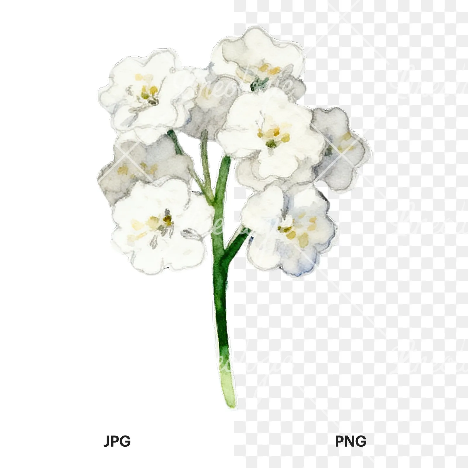 Watercolor colorful babys breath flower clipart 2 of 9, as a JPG on white and a transparent PNG