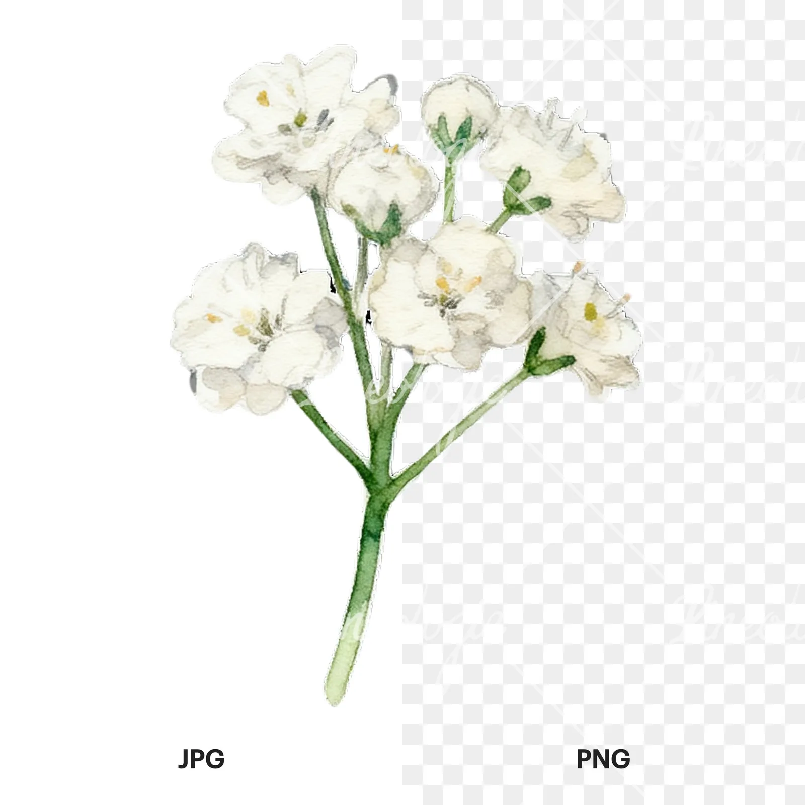 Watercolor colorful babys breath flower clipart 3 of 9, as a JPG on white and a transparent PNG