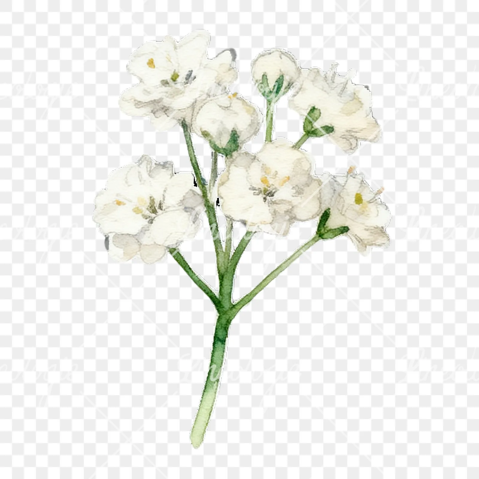 Watercolor colorful babys breath flower clipart 3 of 9 on a transparent background (PNG)