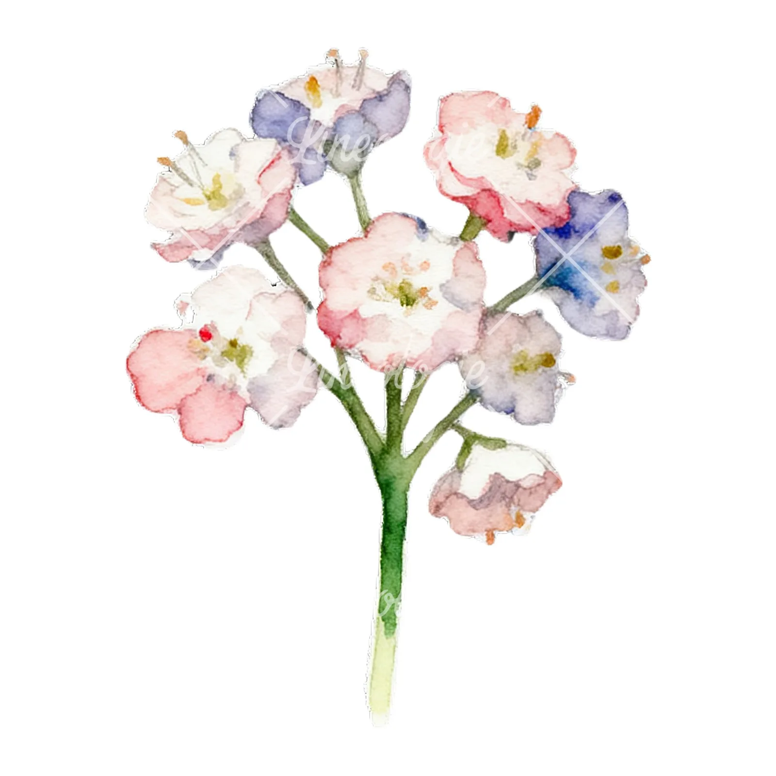 Watercolor colorful babys breath flower clipart 4 of 9 on a white background (JPG)
