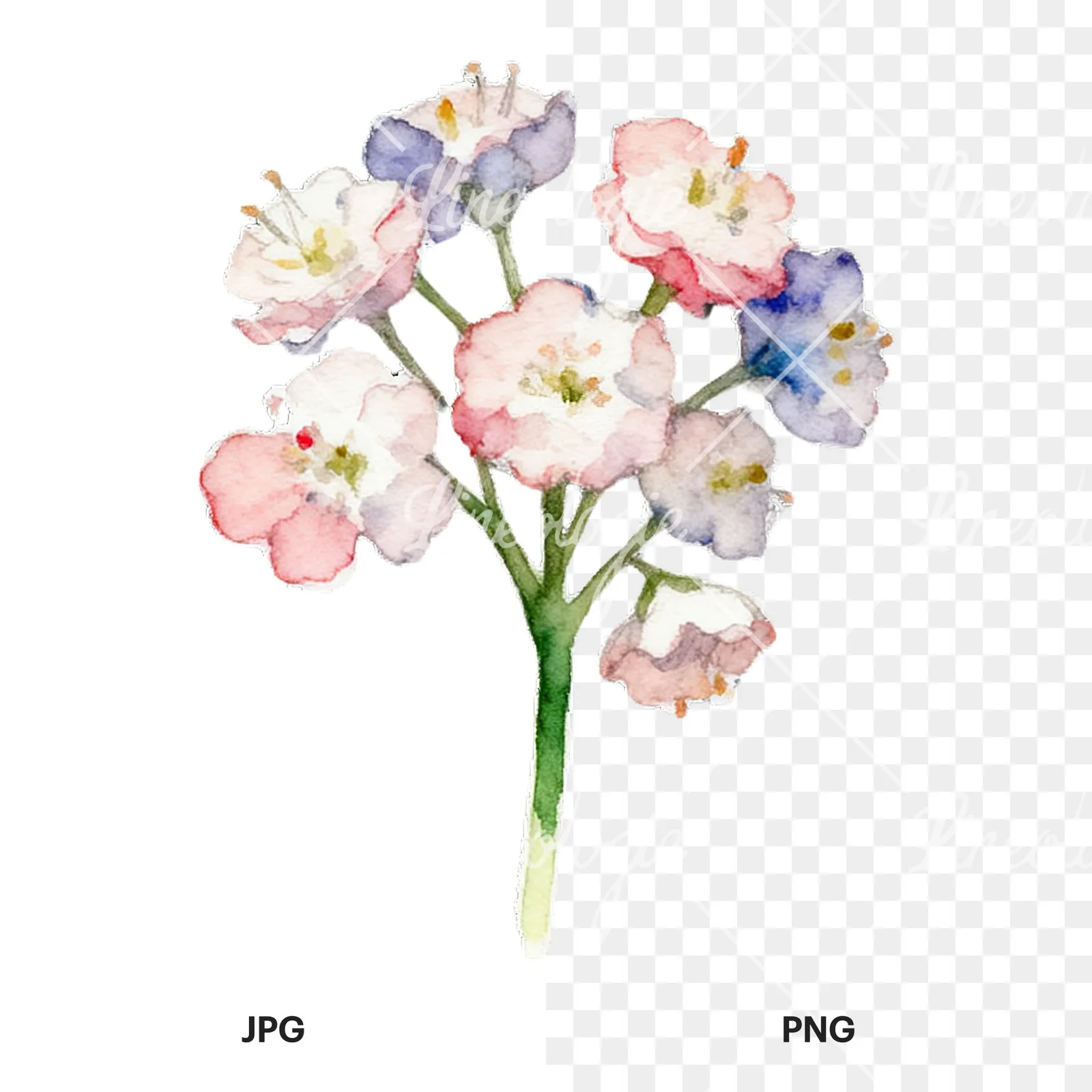 Watercolor colorful babys breath flower clipart 4 of 9, as a JPG on white and a transparent PNG