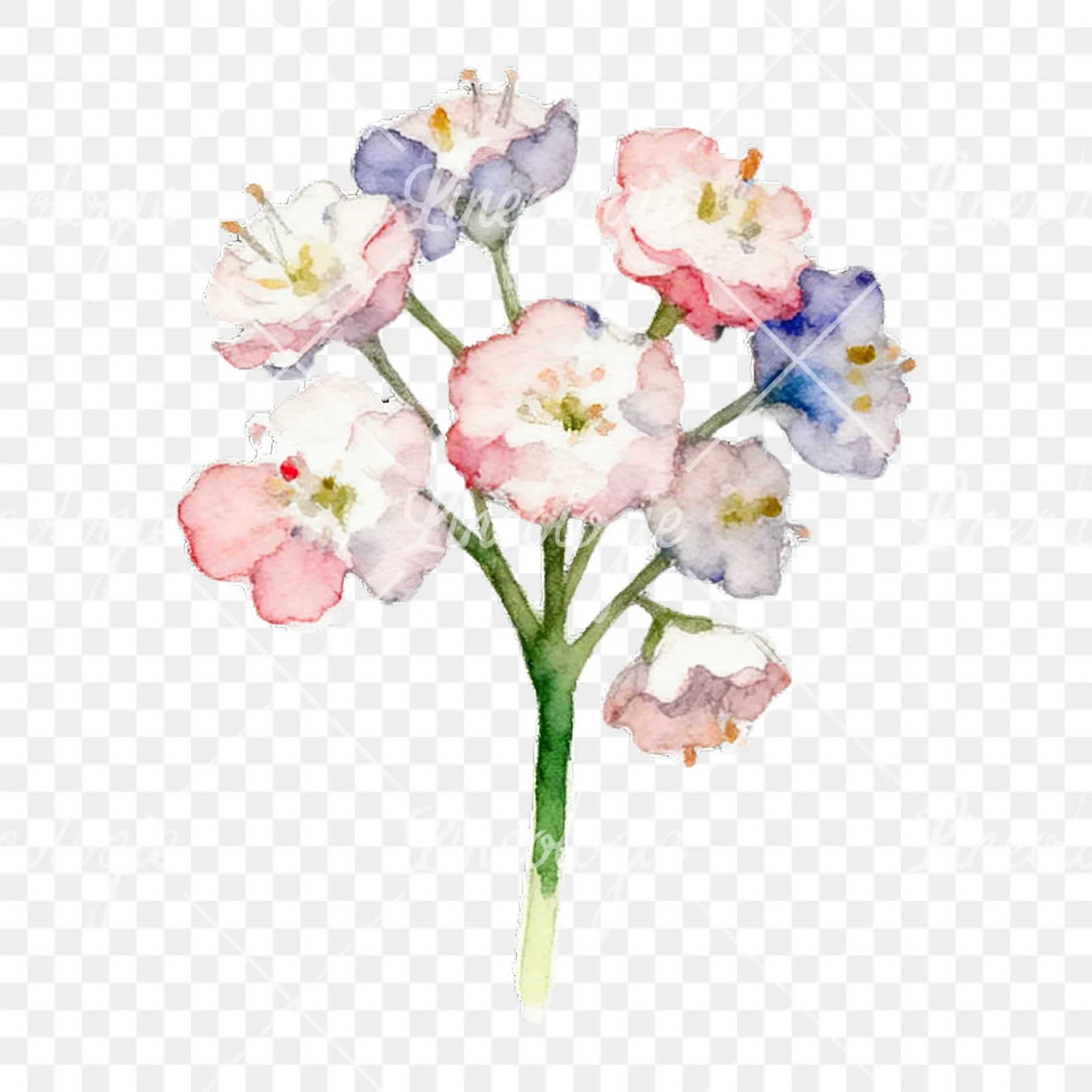 Watercolor colorful babys breath flower clipart 4 of 9 on a transparent background (PNG)