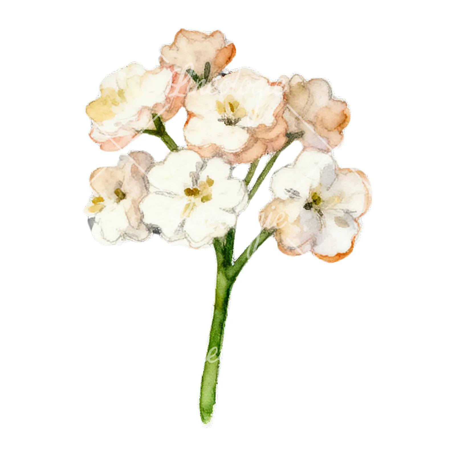 Watercolor colorful babys breath flower clipart 5 of 9 on a white background (JPG)