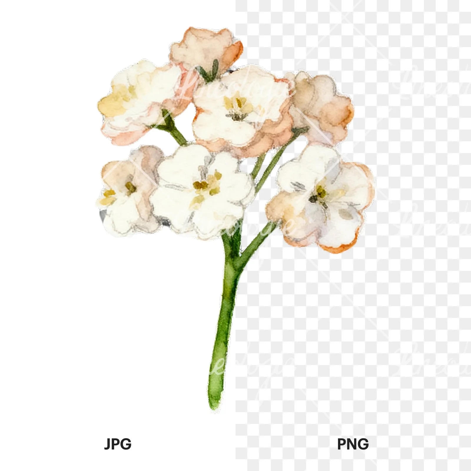 Watercolor colorful babys breath flower clipart 5 of 9, as a JPG on white and a transparent PNG