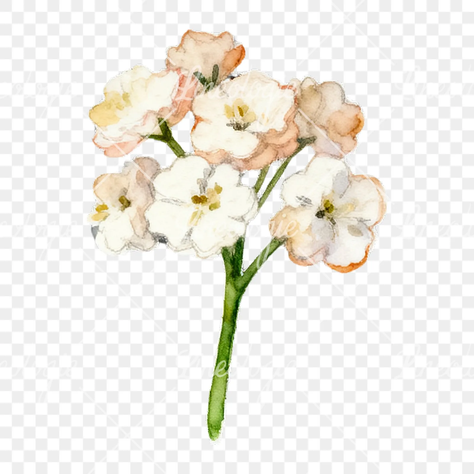 Watercolor colorful babys breath flower clipart 5 of 9 on a transparent background (PNG)