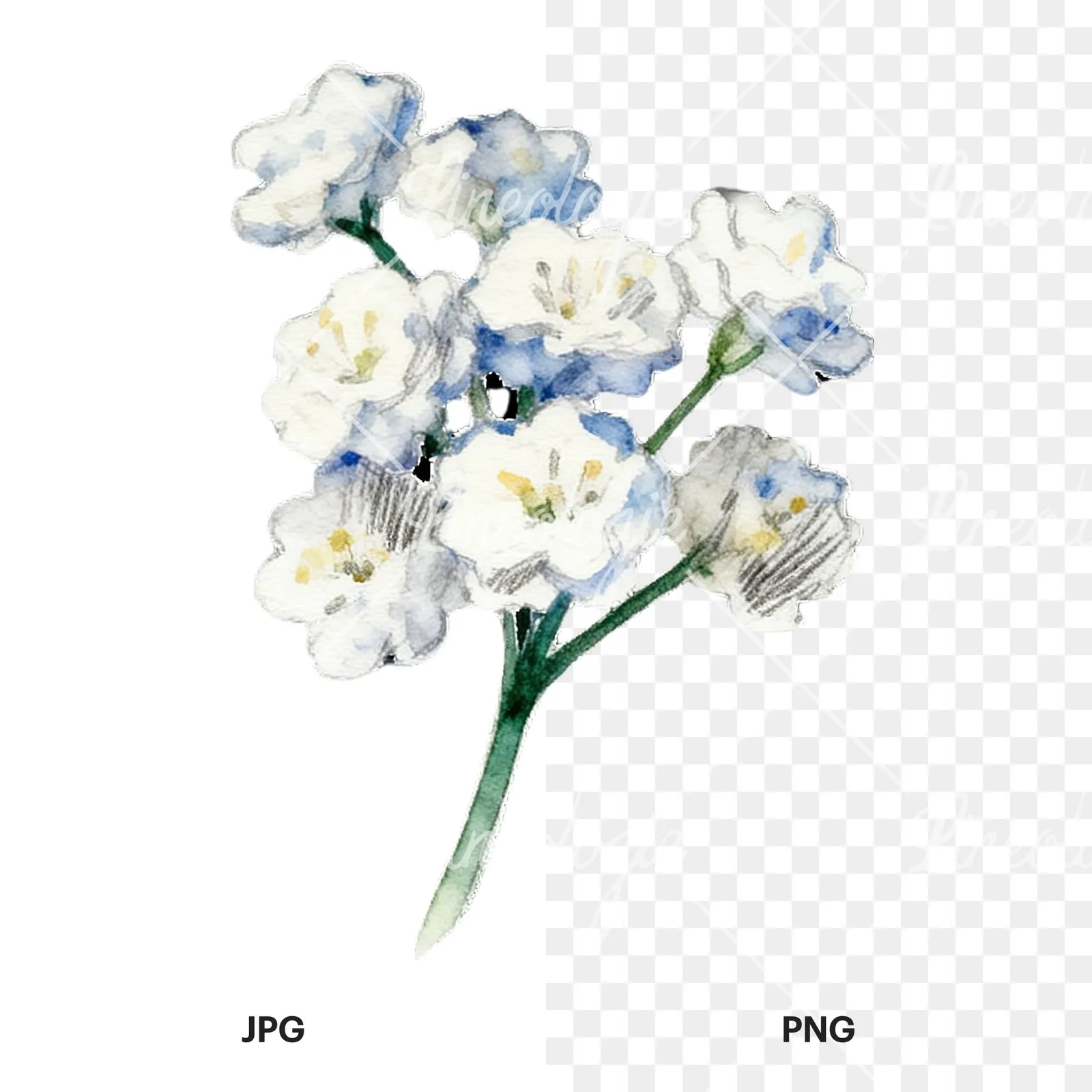 Watercolor colorful babys breath flower clipart 6 of 9, as a JPG on white and a transparent PNG