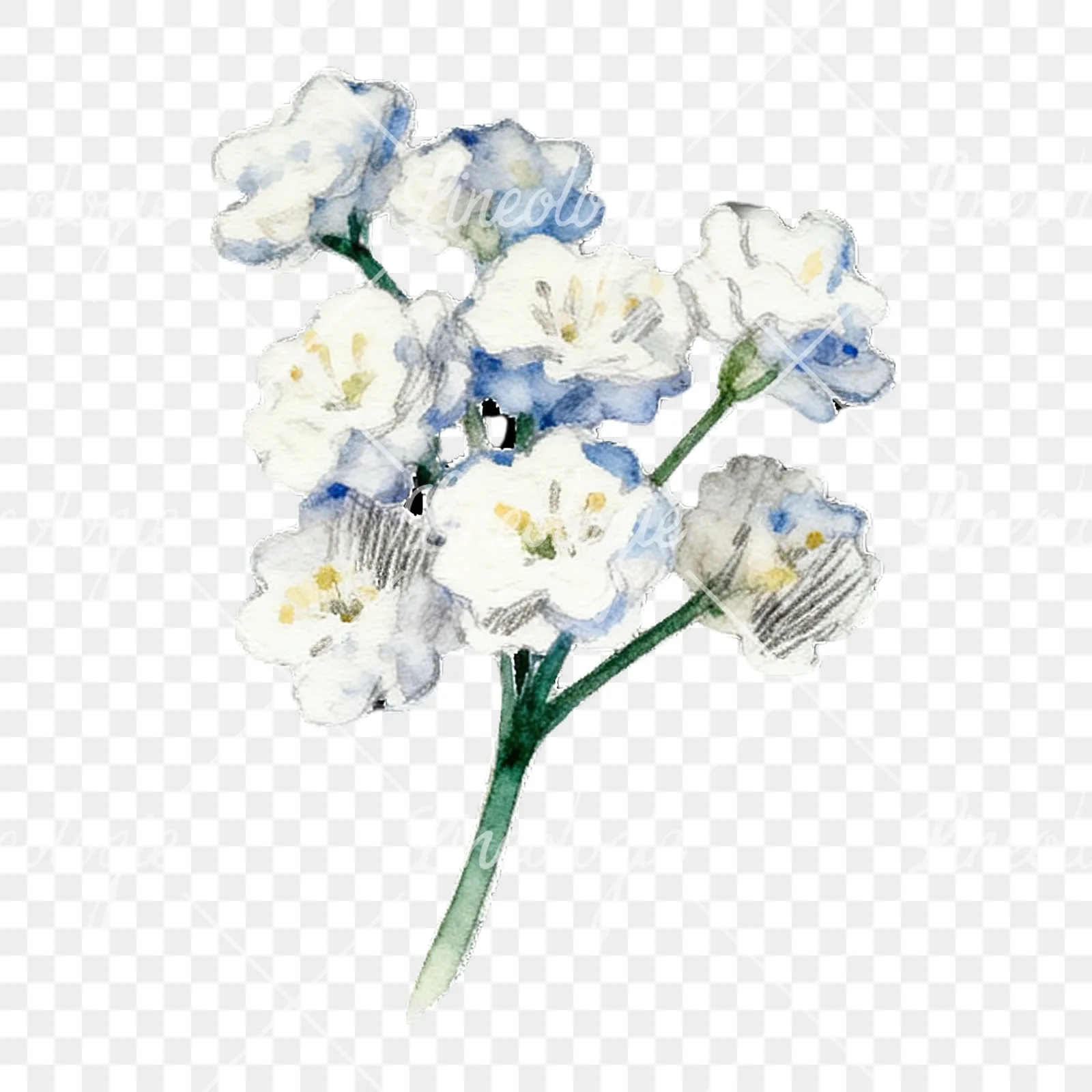 Watercolor colorful babys breath flower clipart 6 of 9 on a transparent background (PNG)