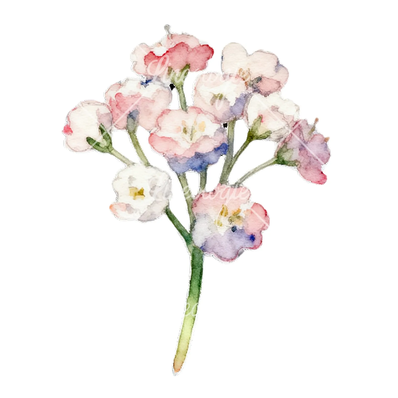 Watercolor colorful babys breath flower clipart 7 of 9 on a white background (JPG)